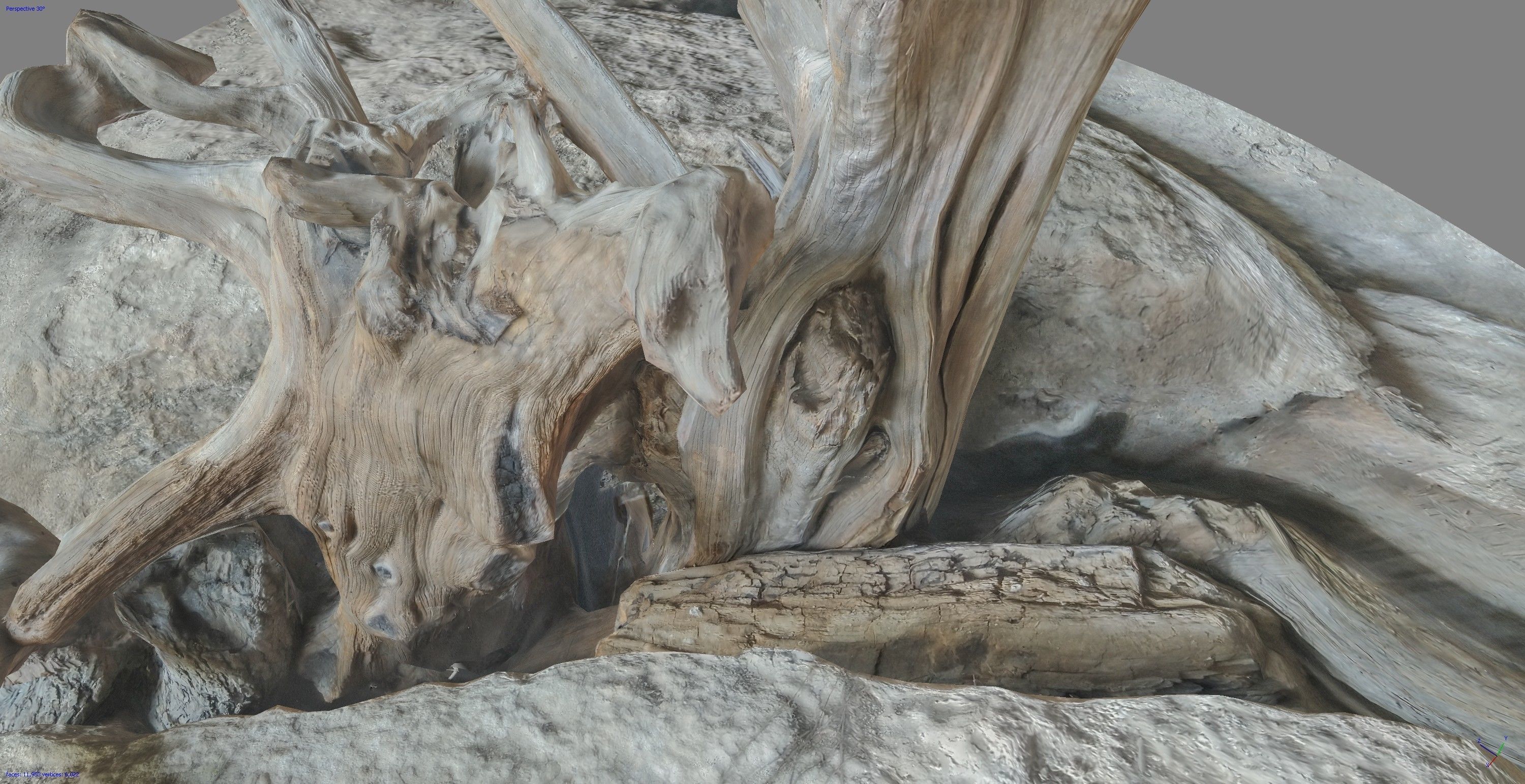 Dead tree on a rock Free low-poly 3D model_17