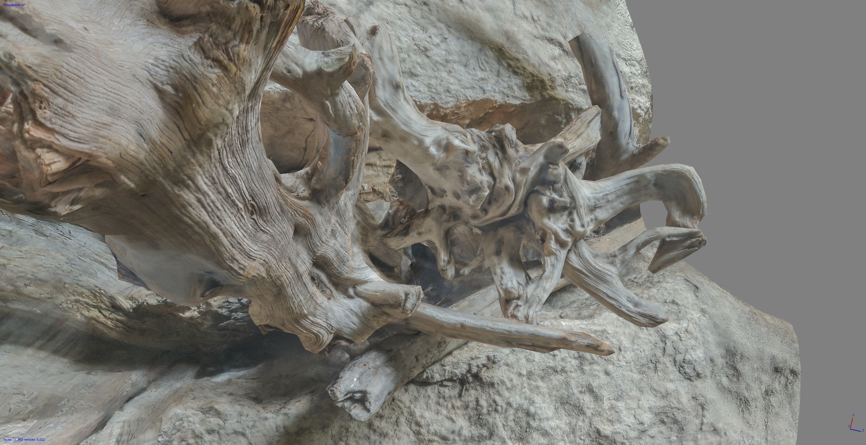 Dead tree on a rock Free low-poly 3D model_18