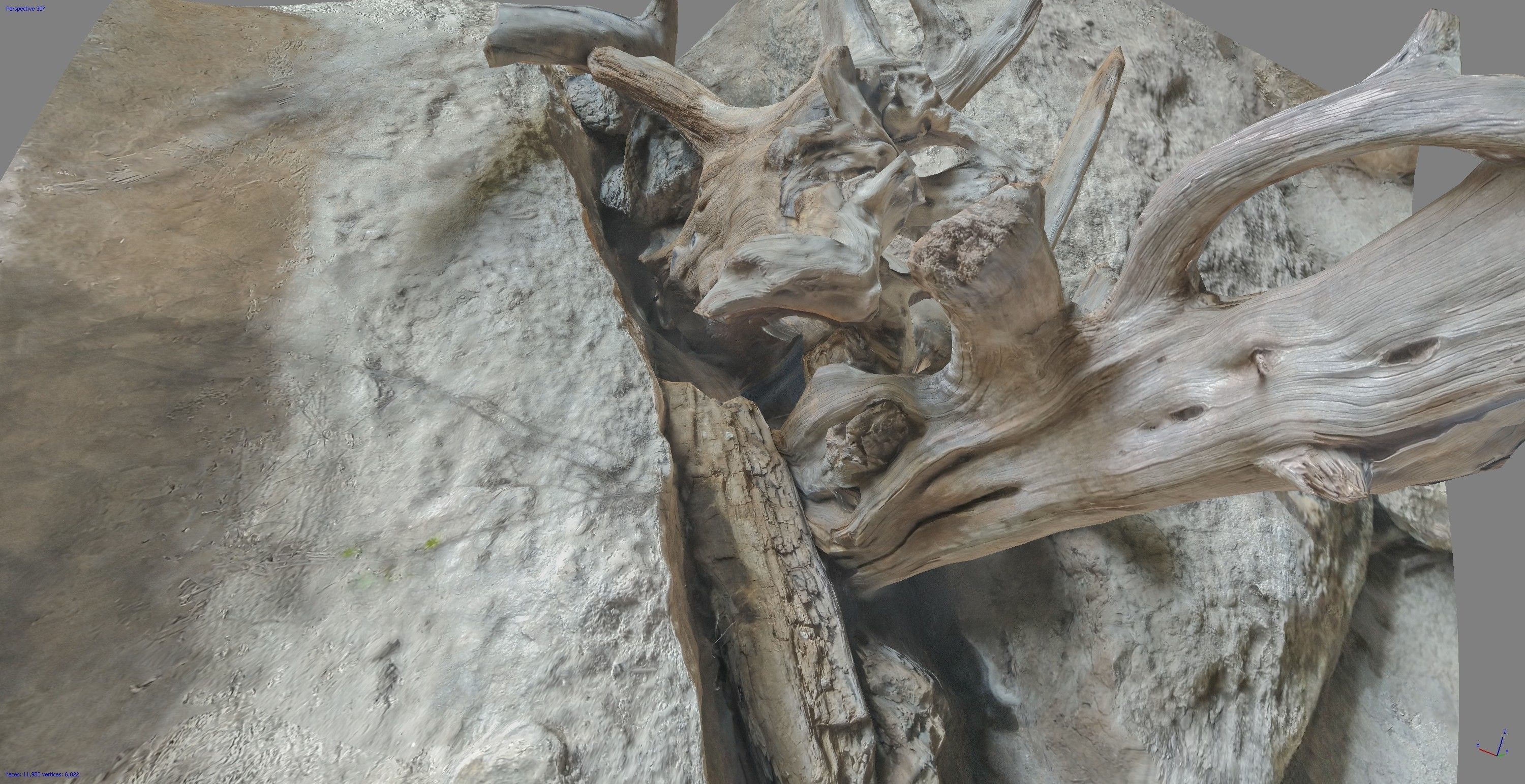 Dead tree on a rock Free low-poly 3D model_16