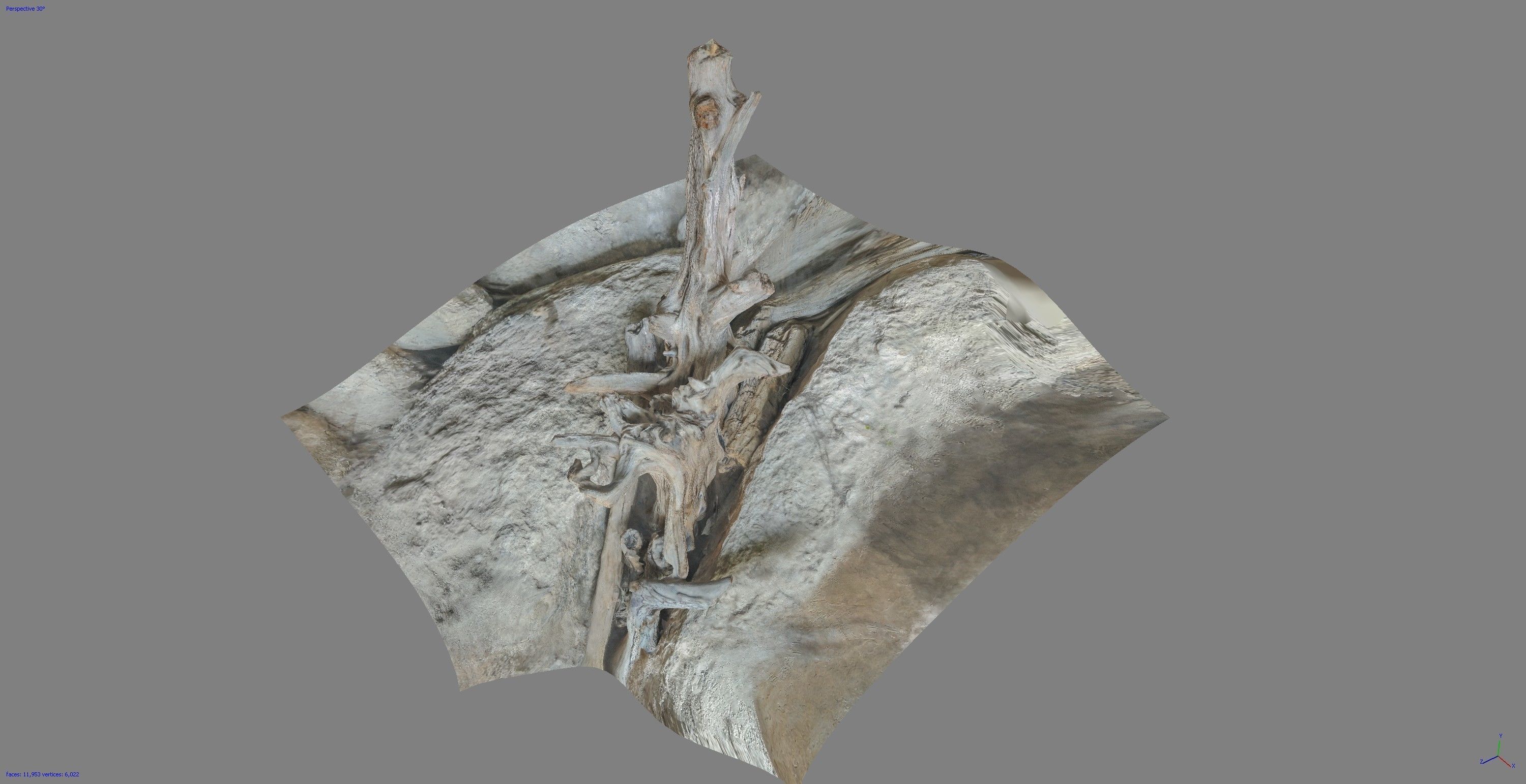 Dead tree on a rock Free low-poly 3D model_11