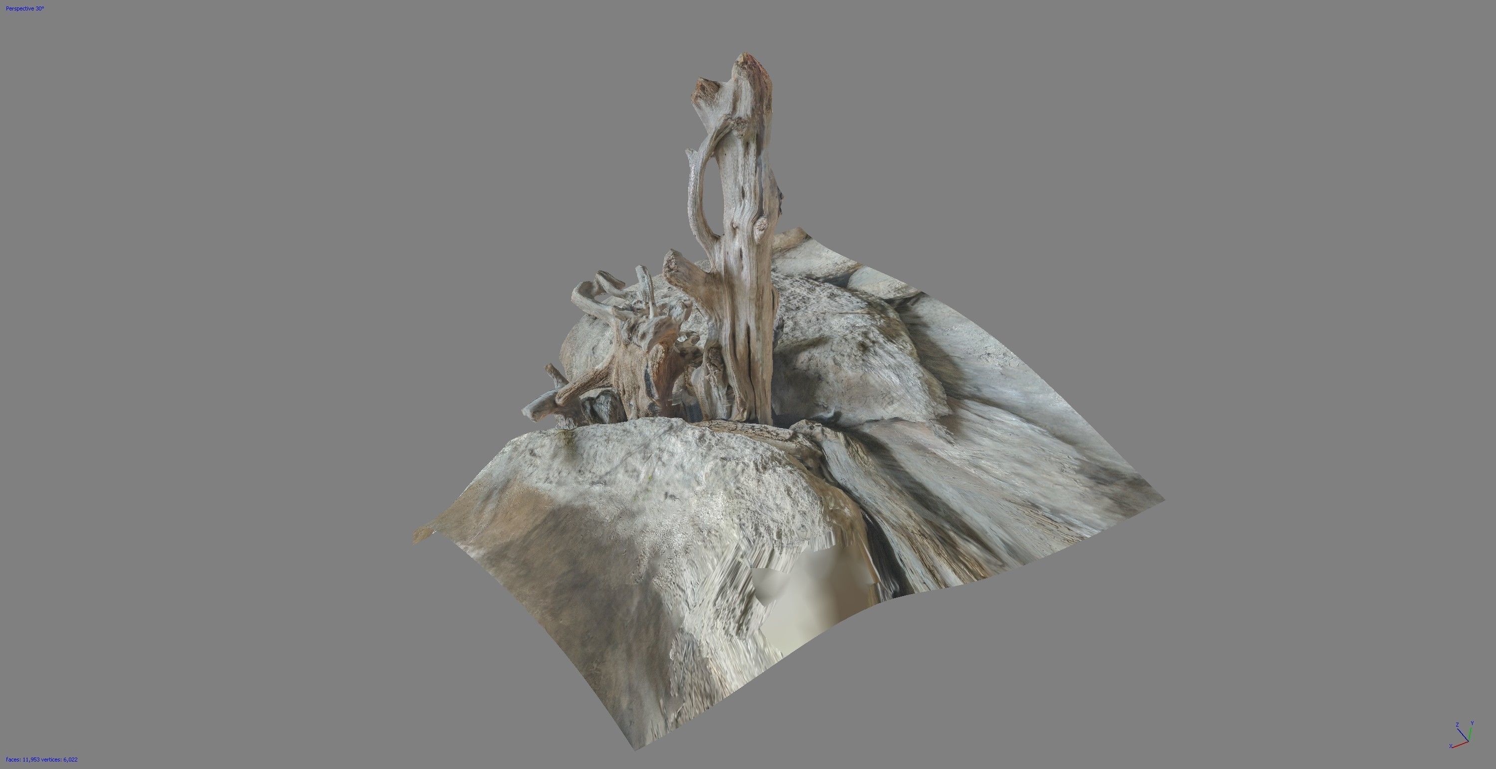 Dead tree on a rock Free low-poly 3D model_8