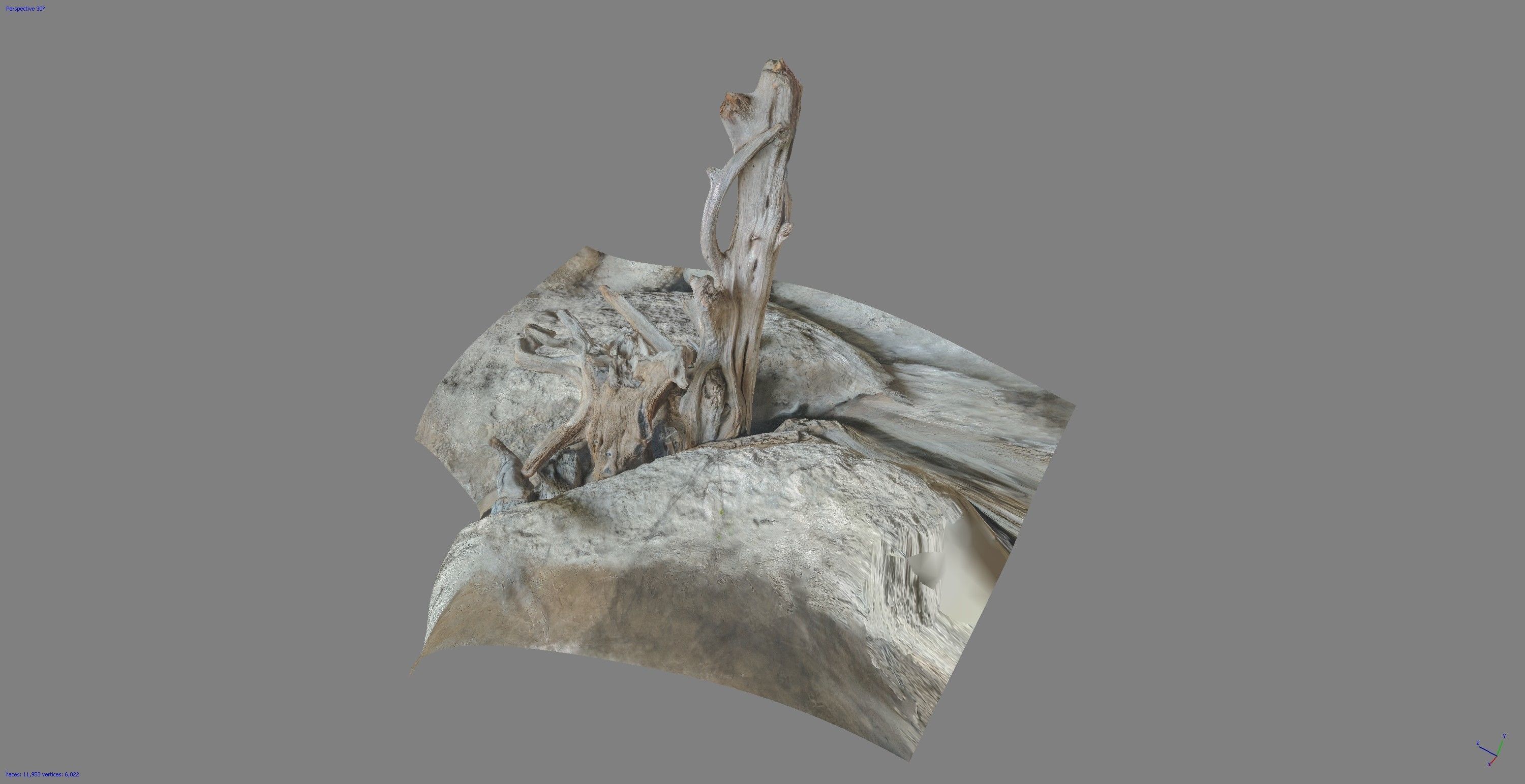 Dead tree on a rock Free low-poly 3D model_9