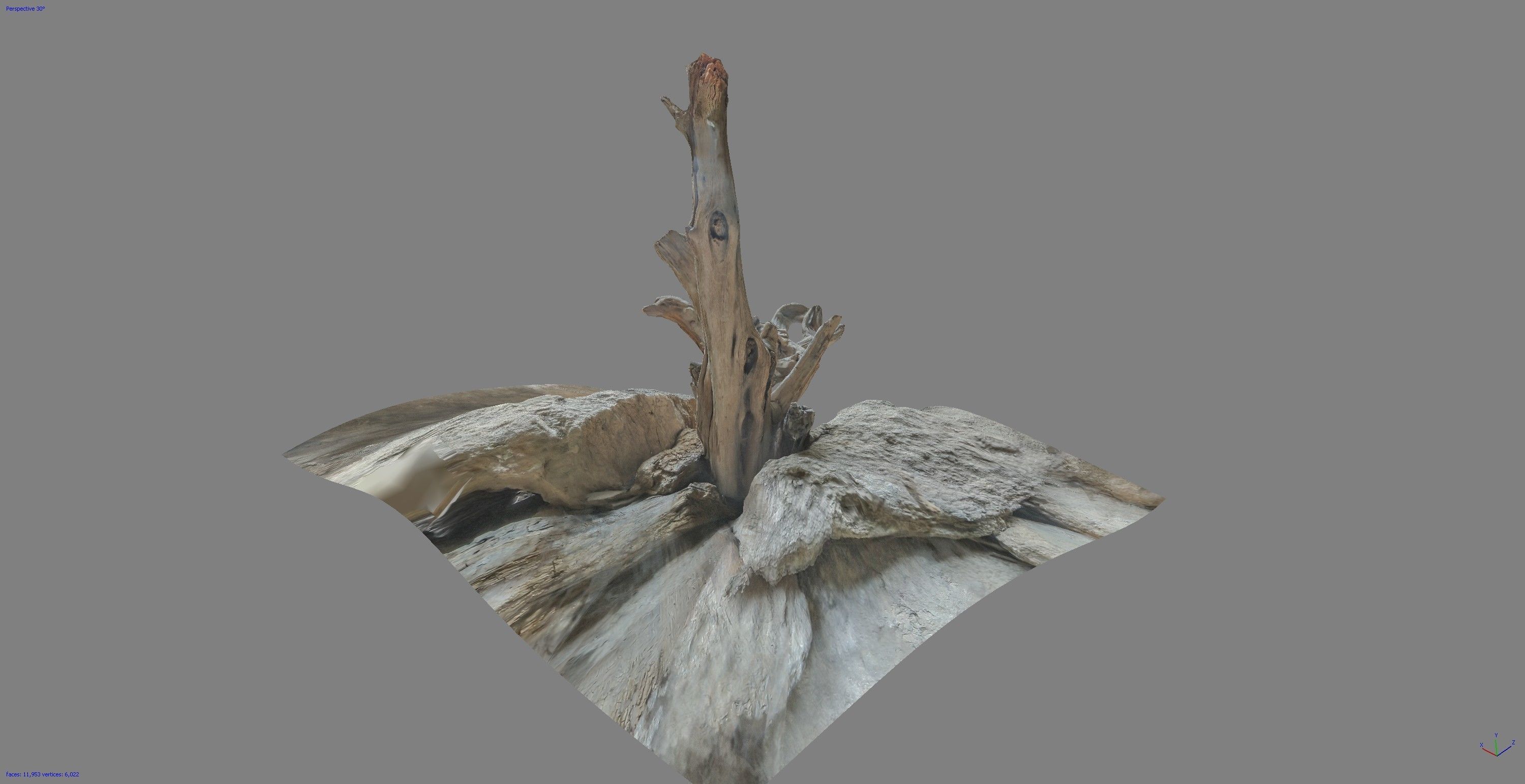 Dead tree on a rock Free low-poly 3D model_5