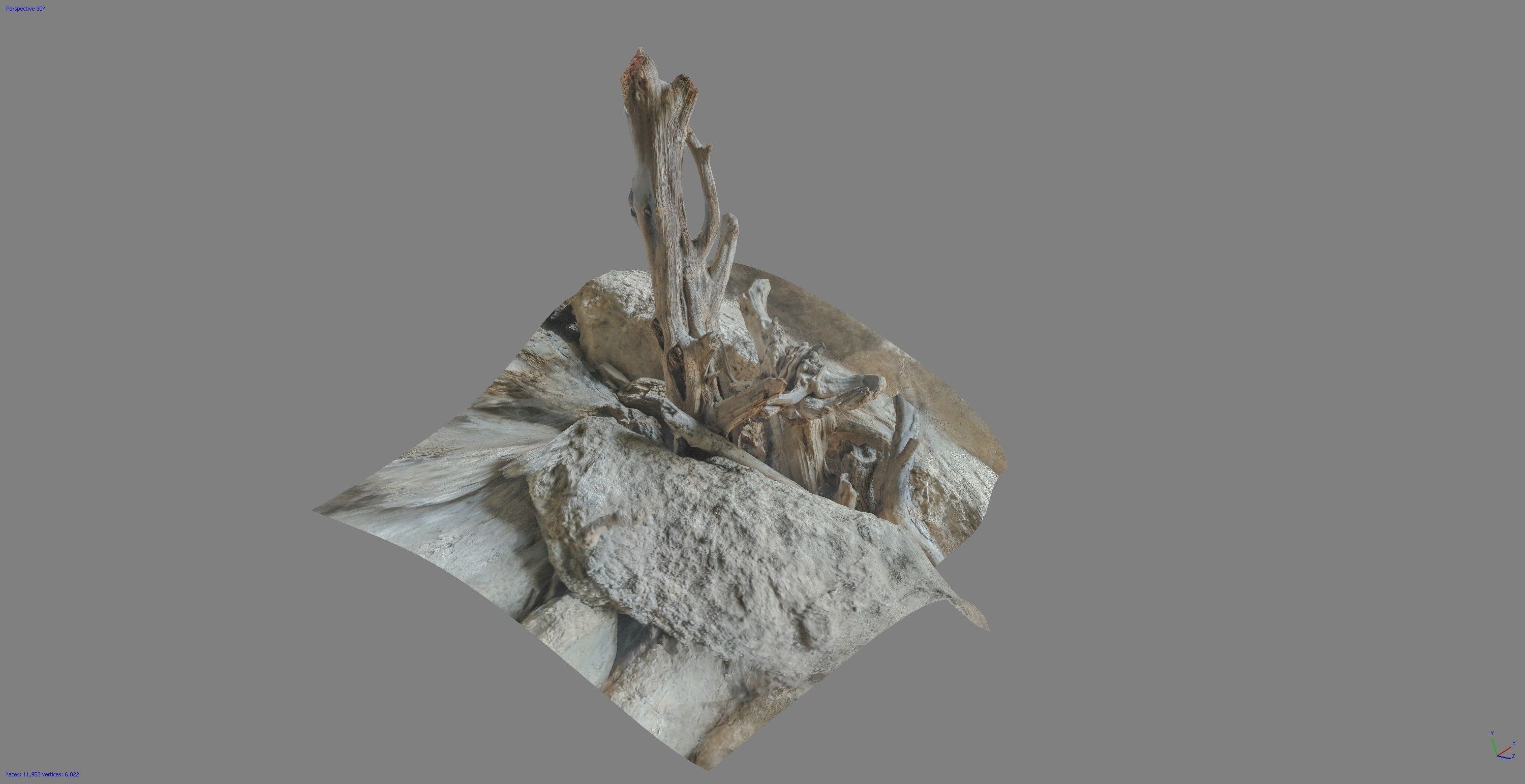 Dead tree on a rock Free low-poly 3D model_2