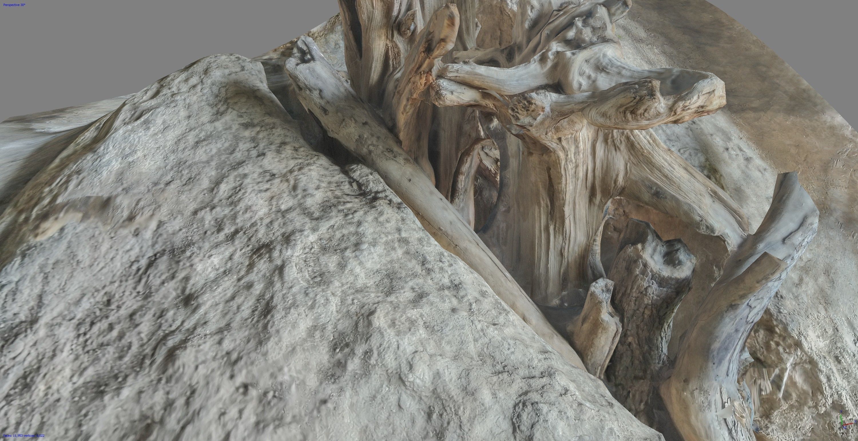 Dead tree on a rock Free low-poly 3D model_14