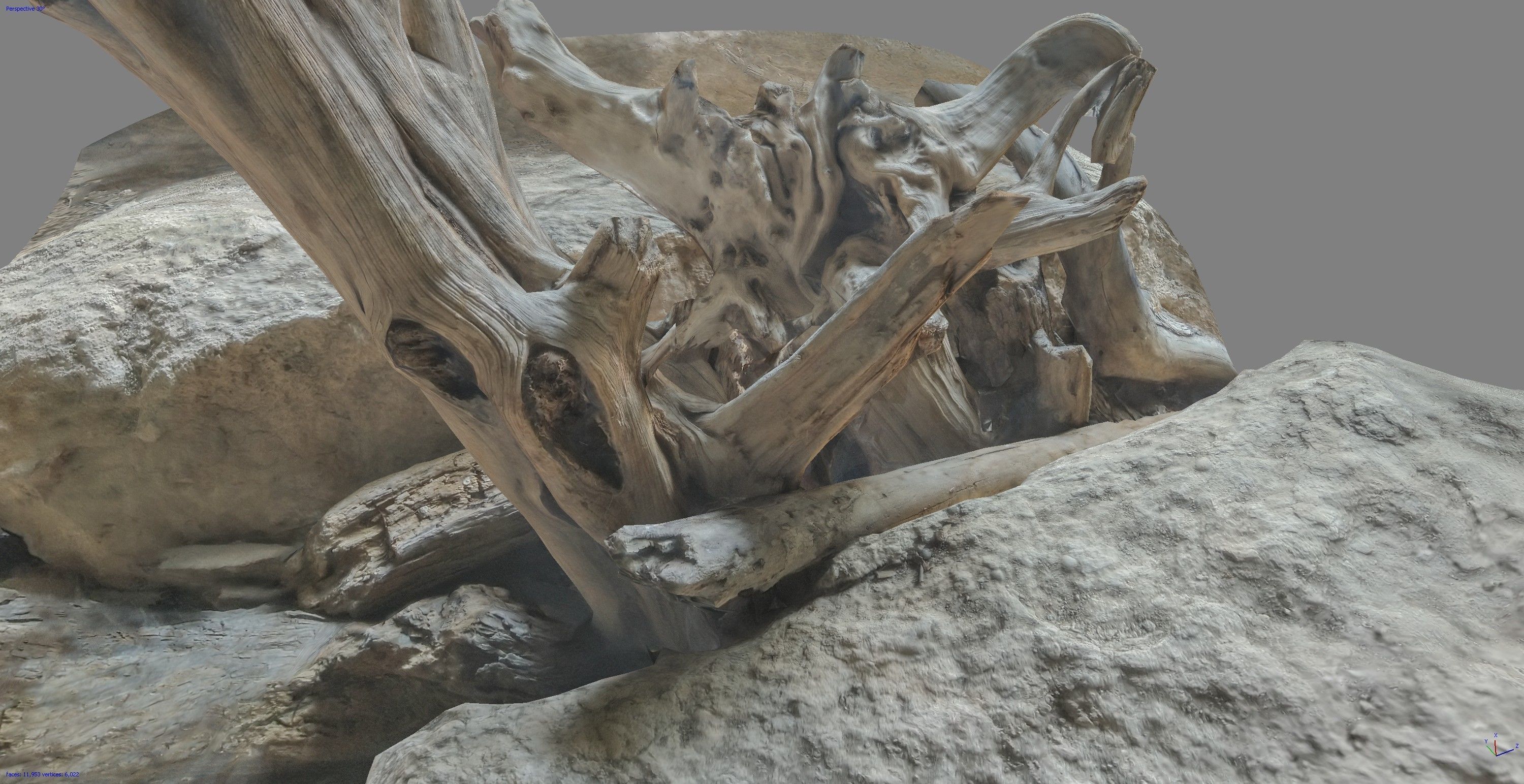 Dead tree on a rock Free low-poly 3D model_15