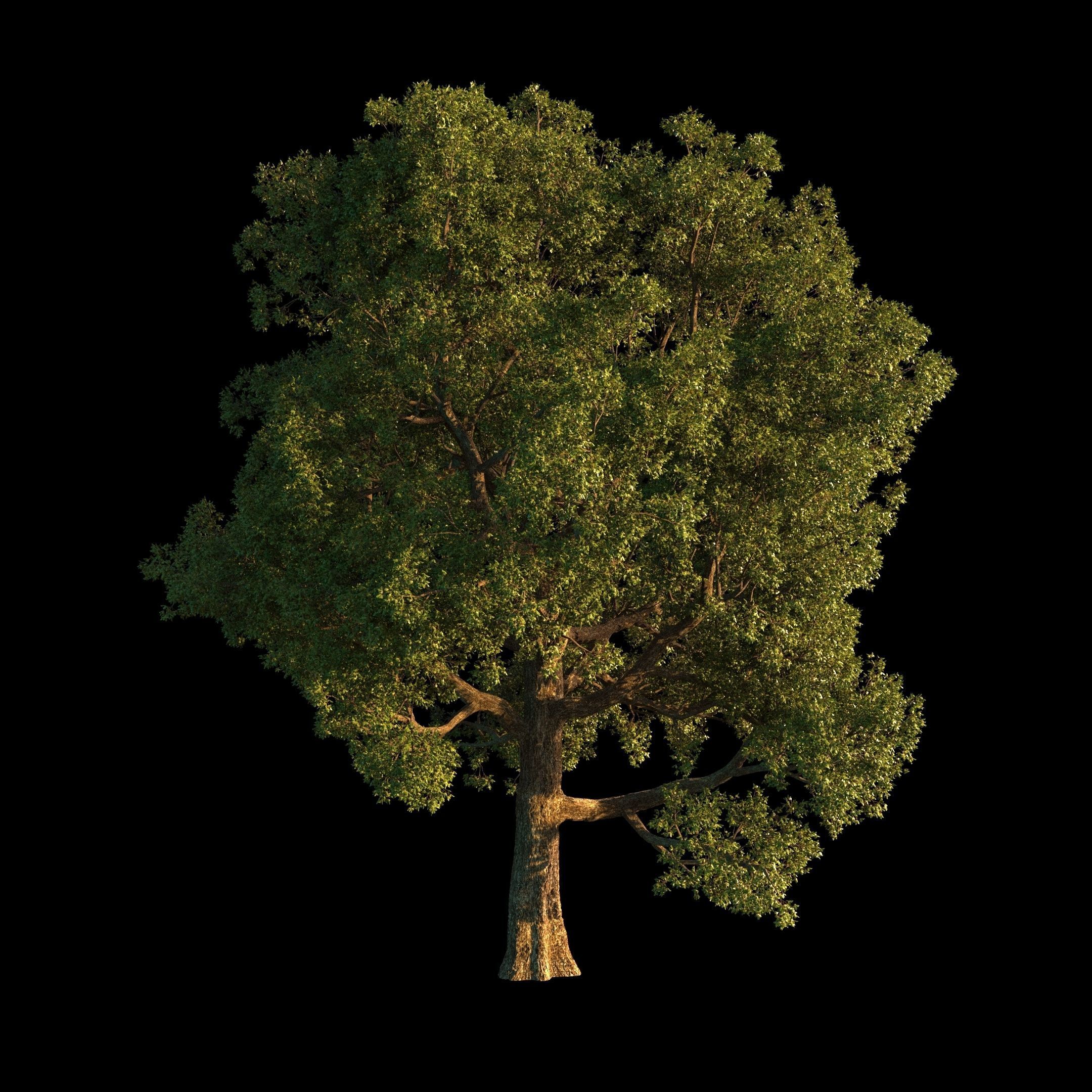 OAK TREE 1 3D model_32