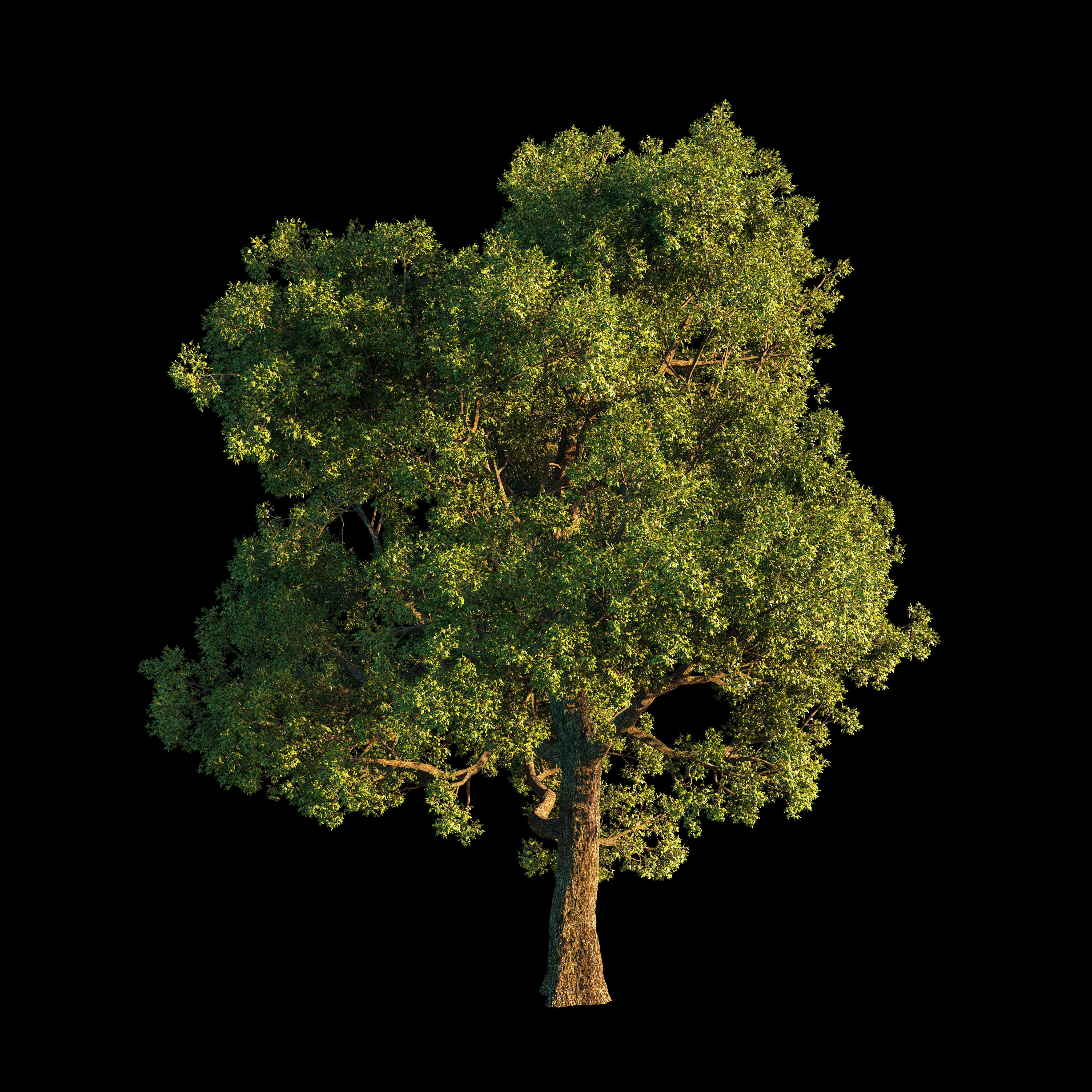 OAK TREE 1 3D model_5