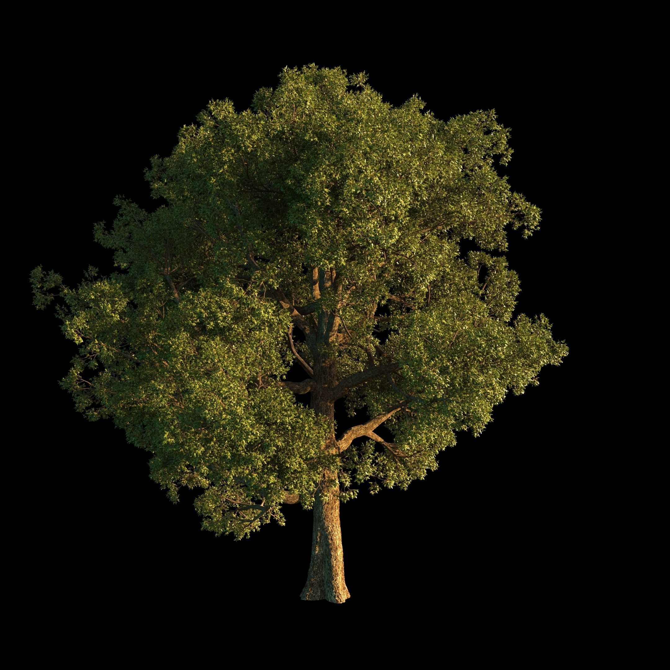 OAK TREE 1 3D model_14