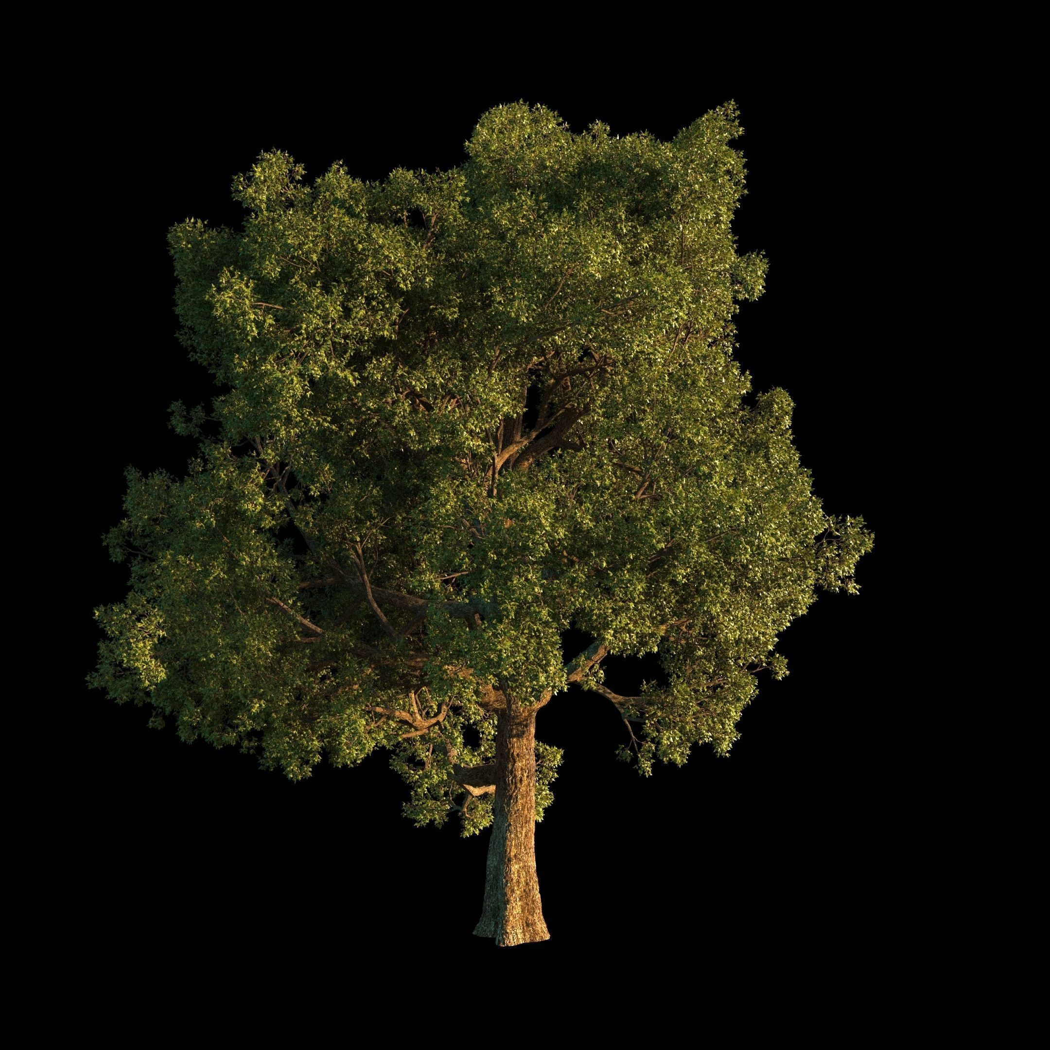 OAK TREE 1 3D model_10