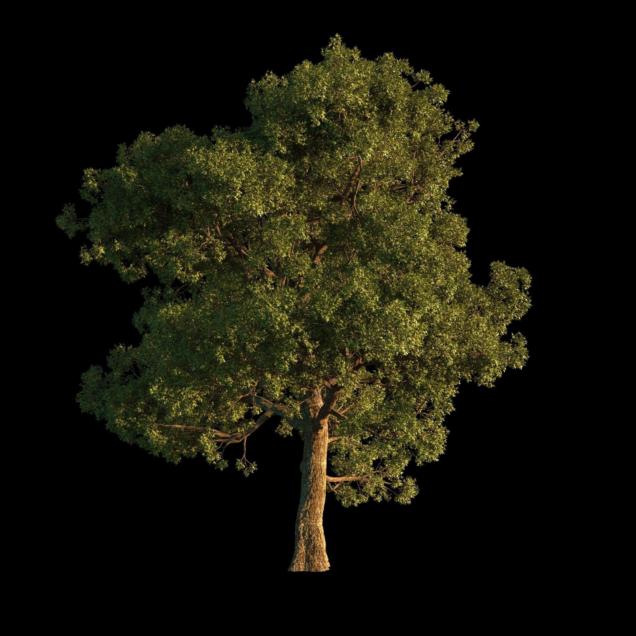 OAK TREE 1 3D model_40