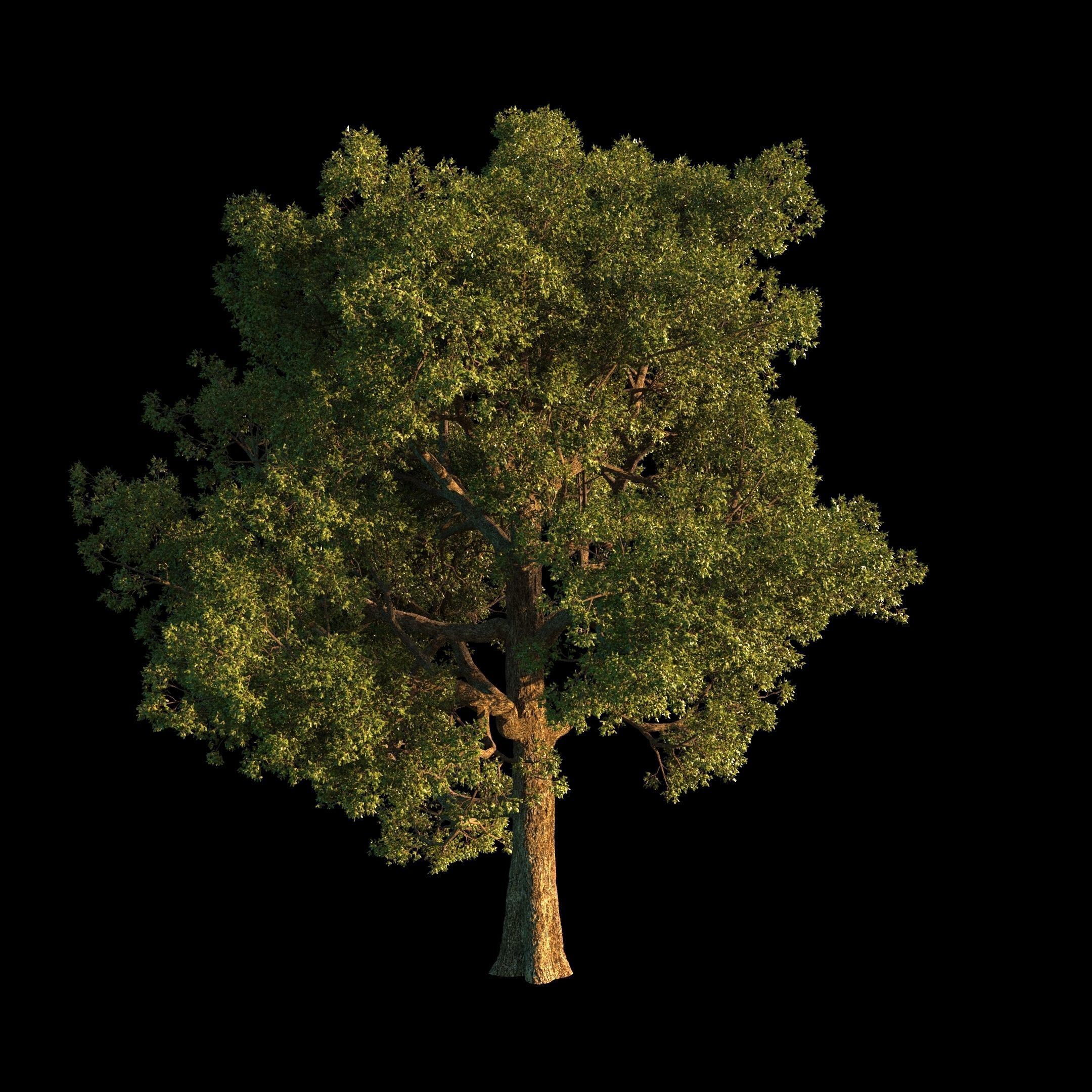 OAK TREE 1 3D model_12