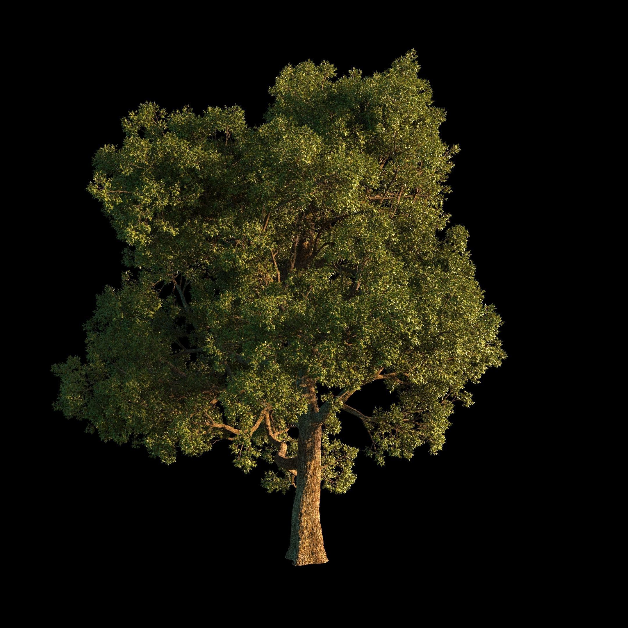 OAK TREE 1 3D model_9