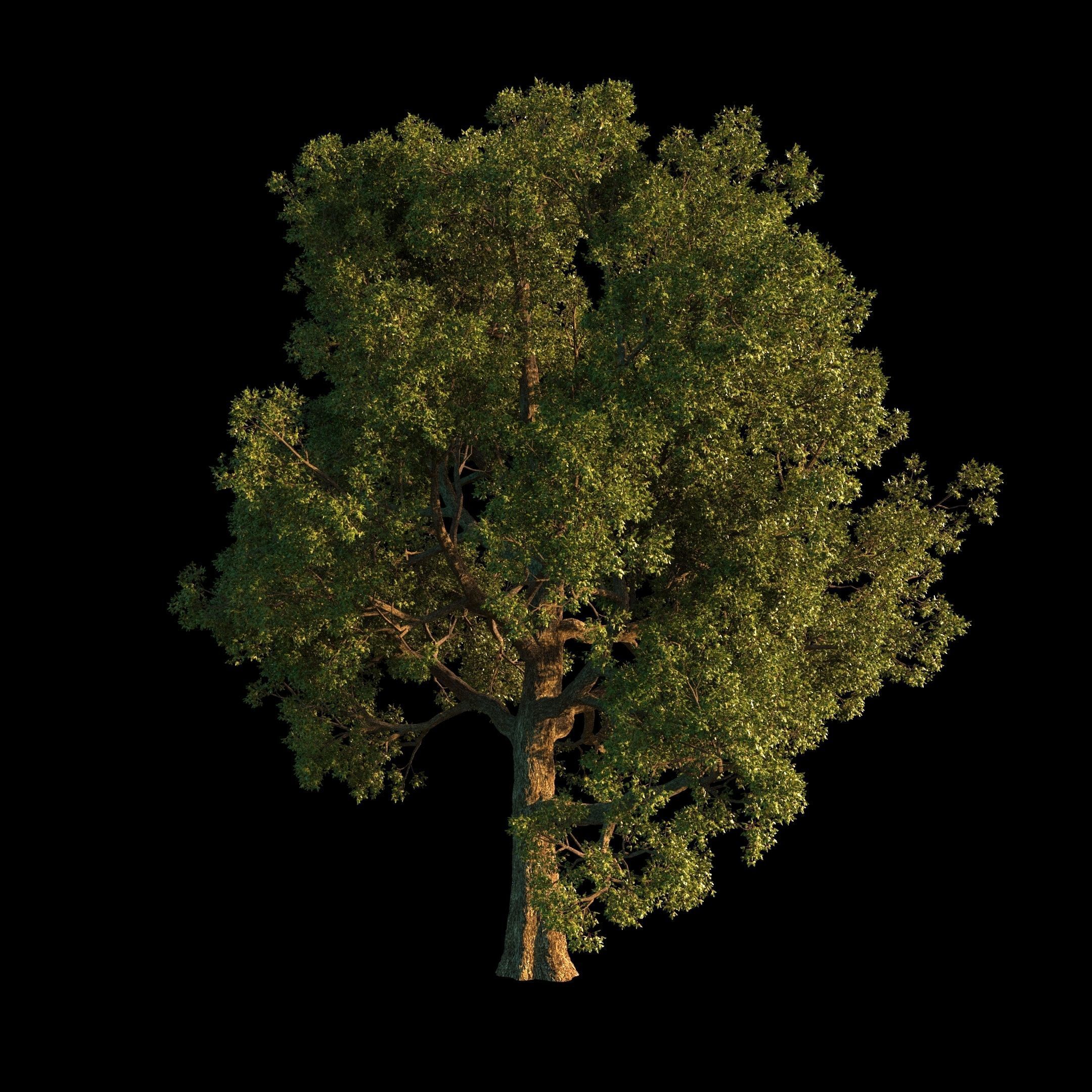 OAK TREE 1 3D model_28