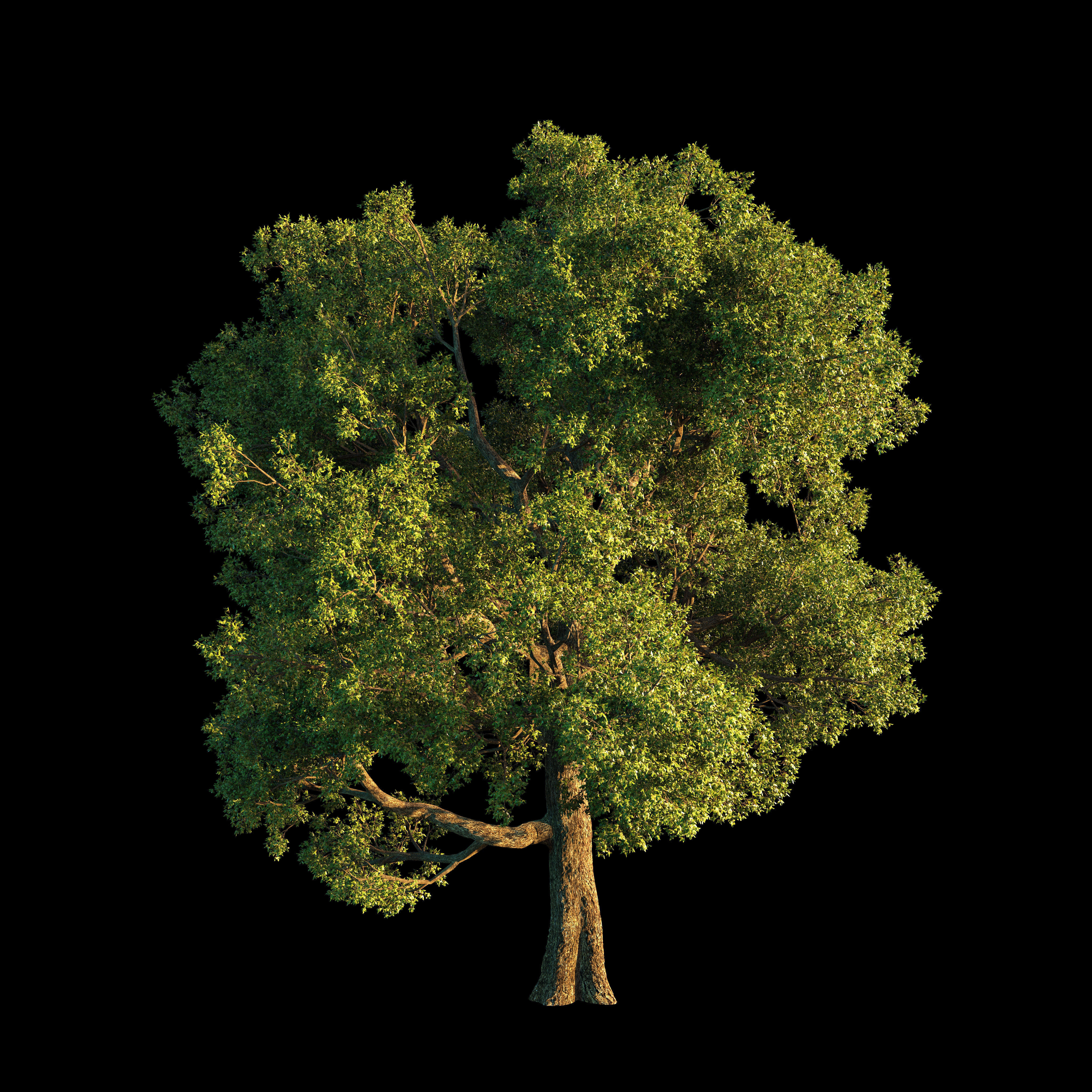 OAK TREE 1 3D model_4