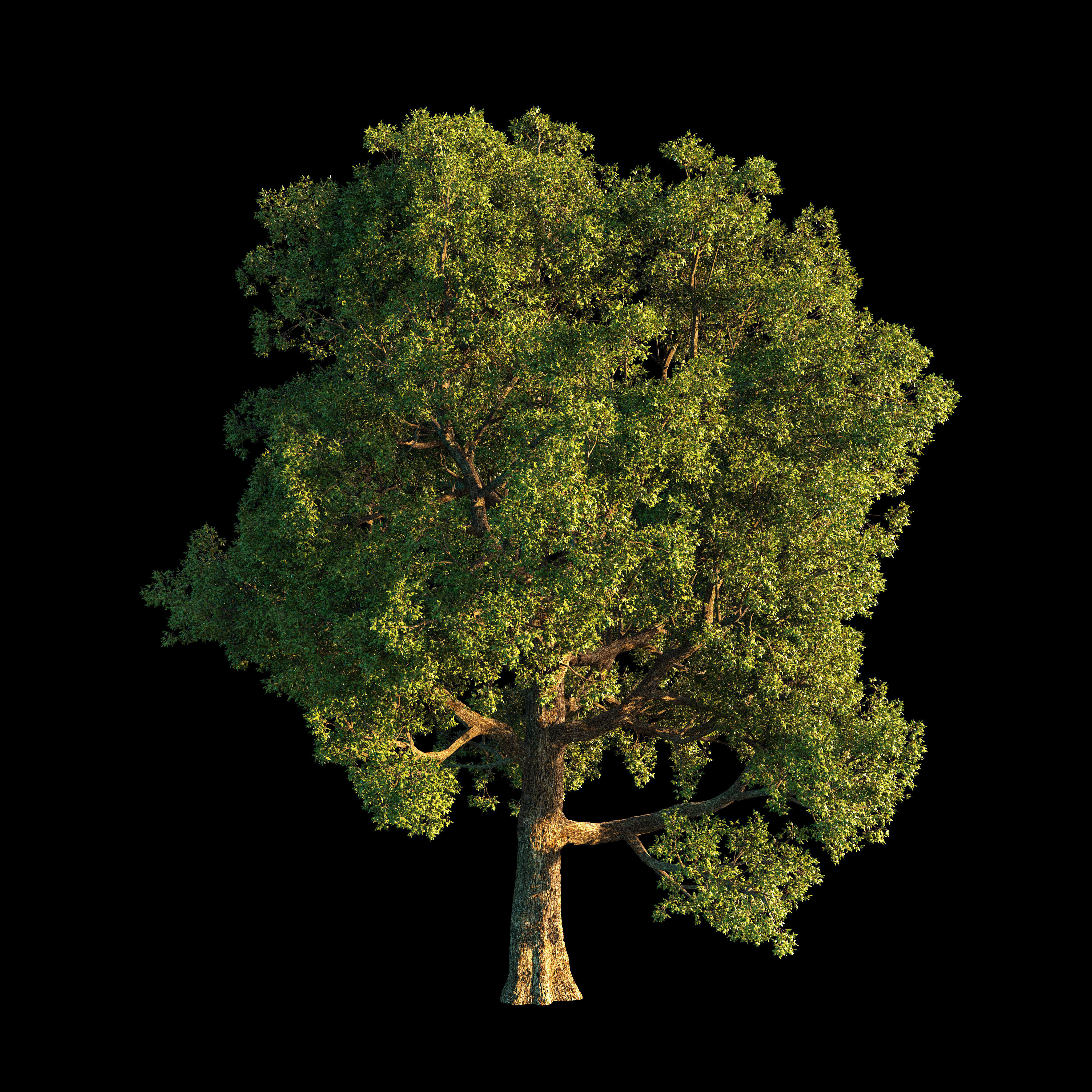 OAK TREE 1 3D model_3