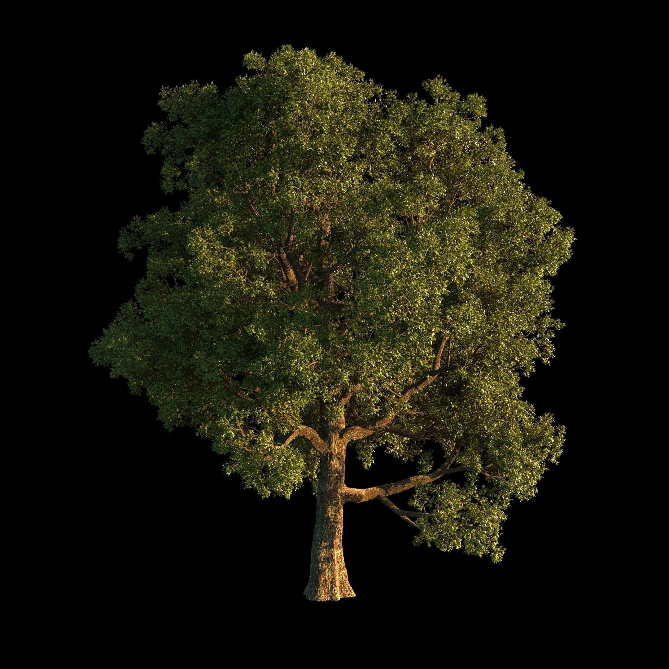 OAK TREE 1 3D model_33