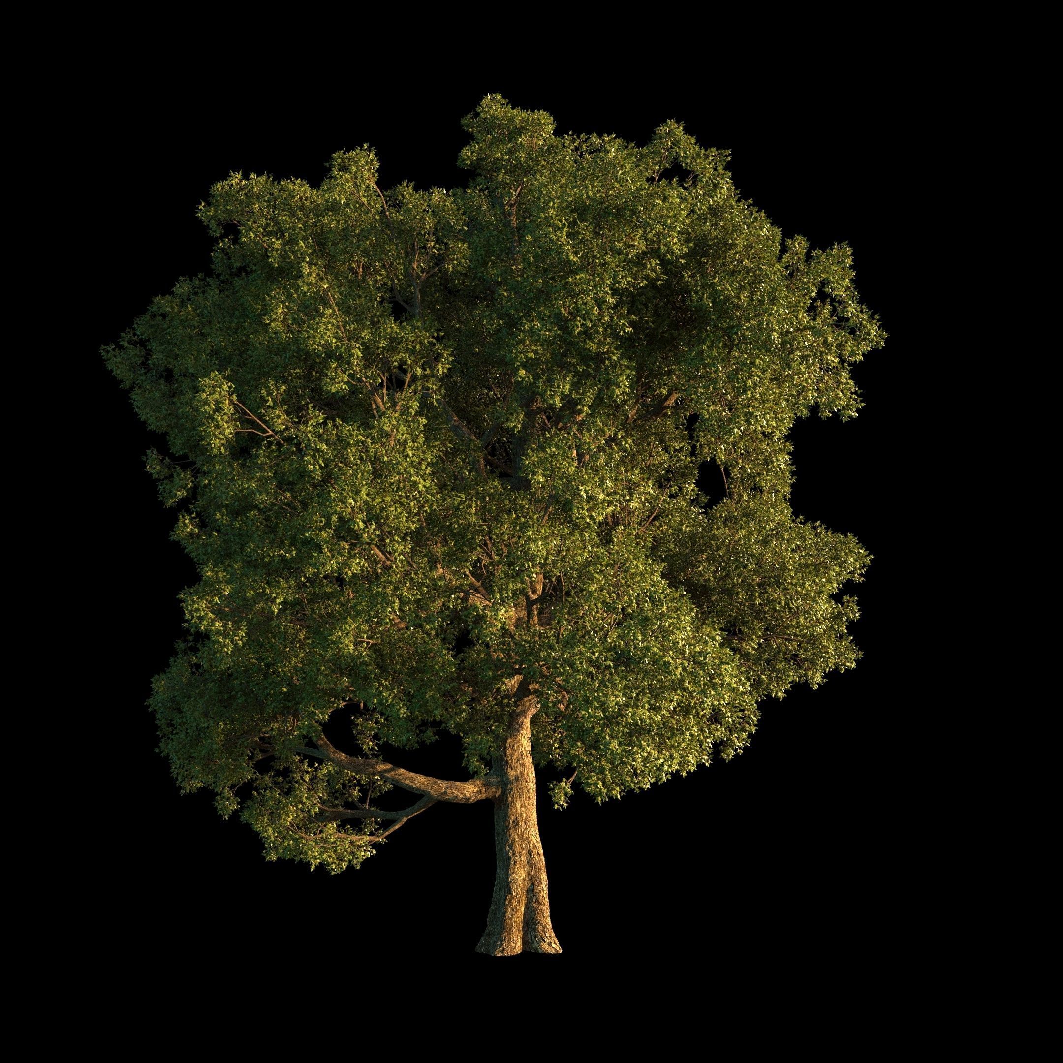 OAK TREE 1 3D model_17