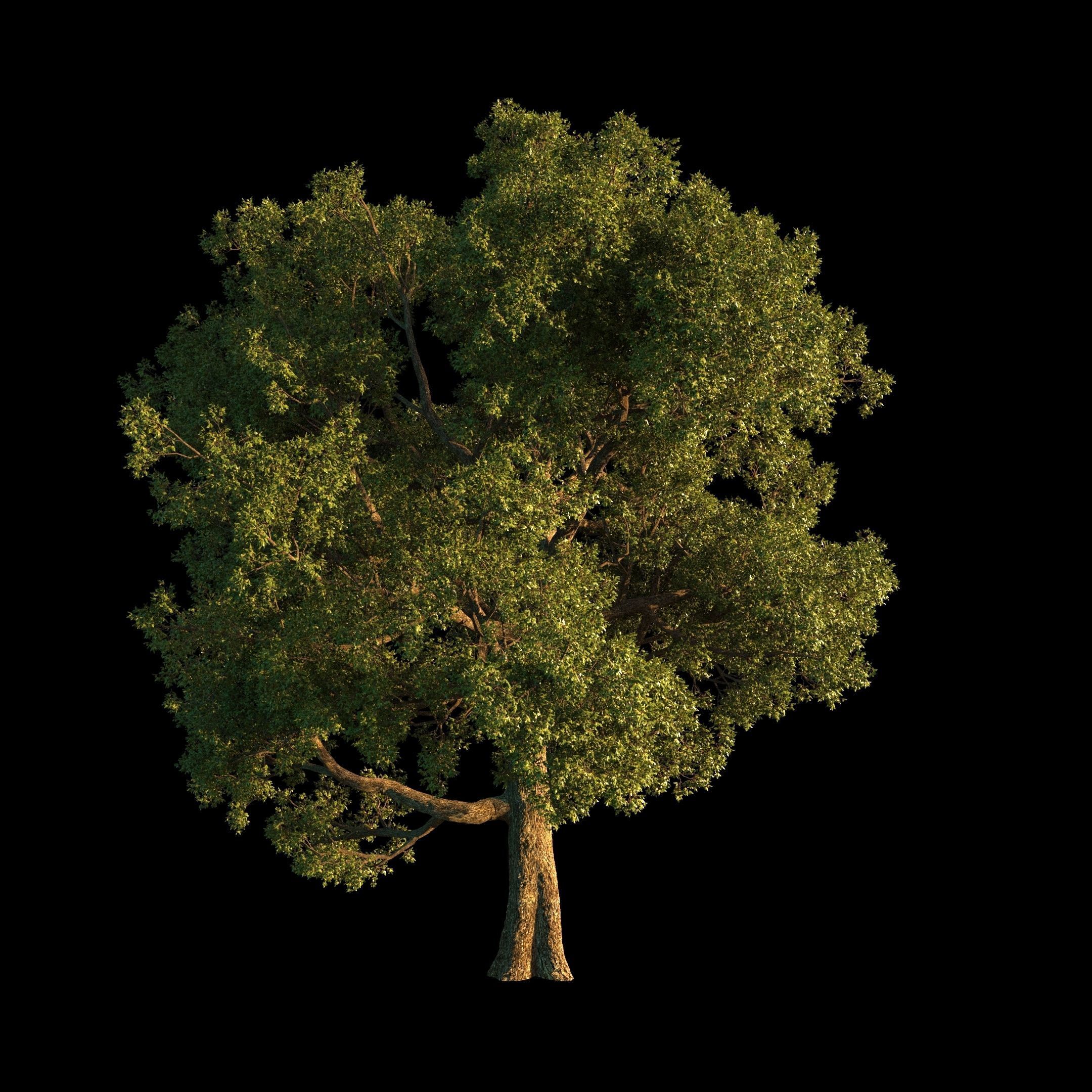 OAK TREE 1 3D model_16