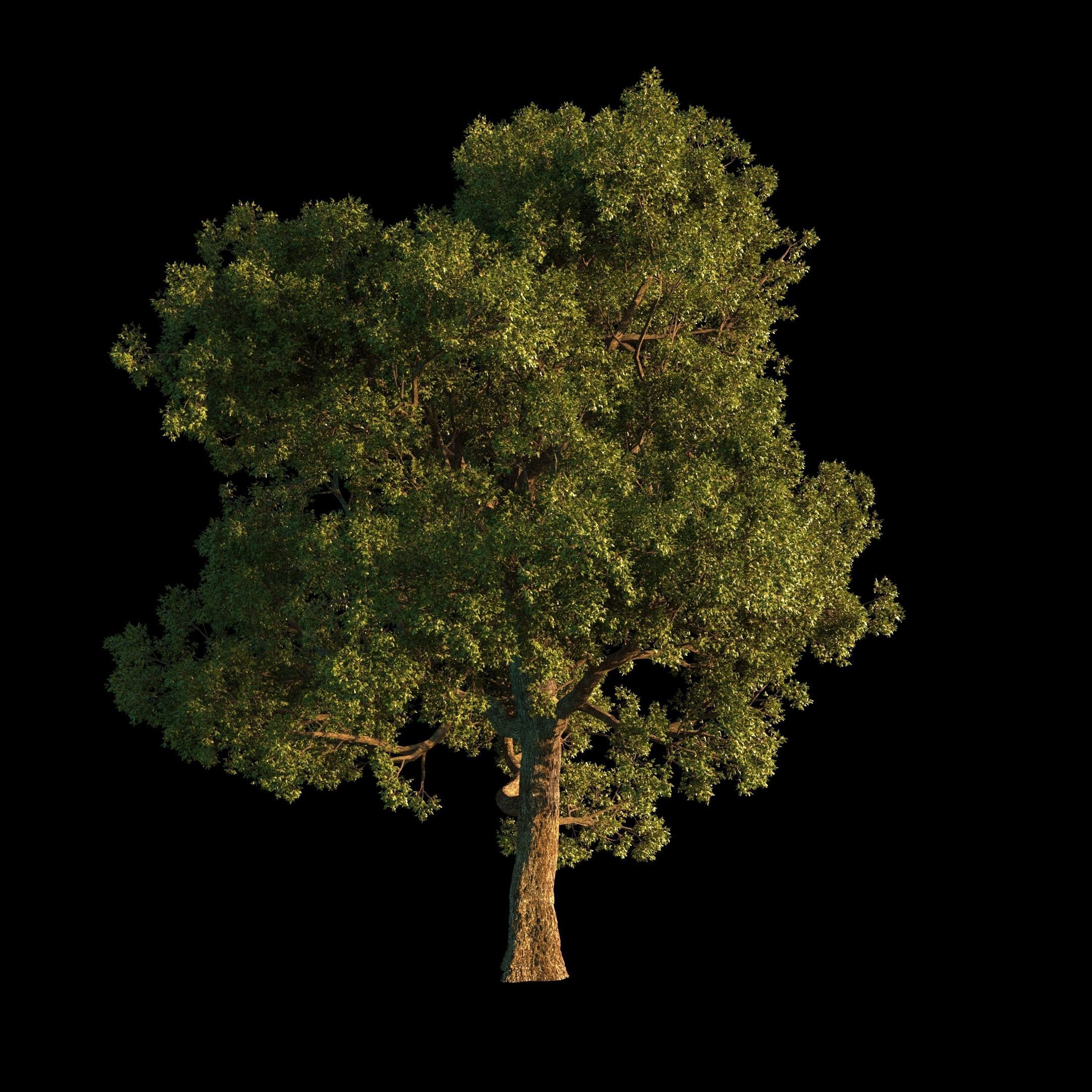 OAK TREE 1 3D model_8