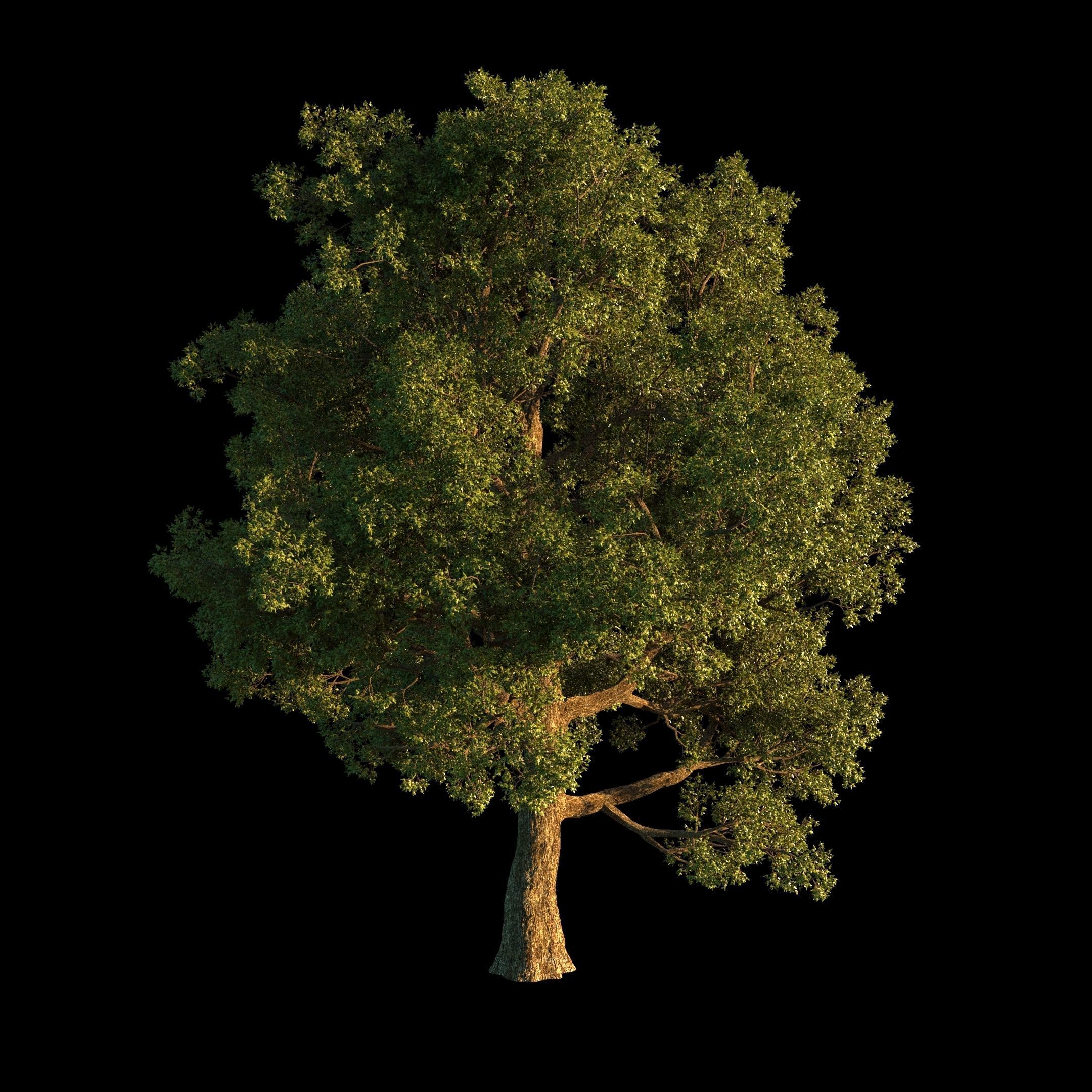 OAK TREE 1 3D model_35