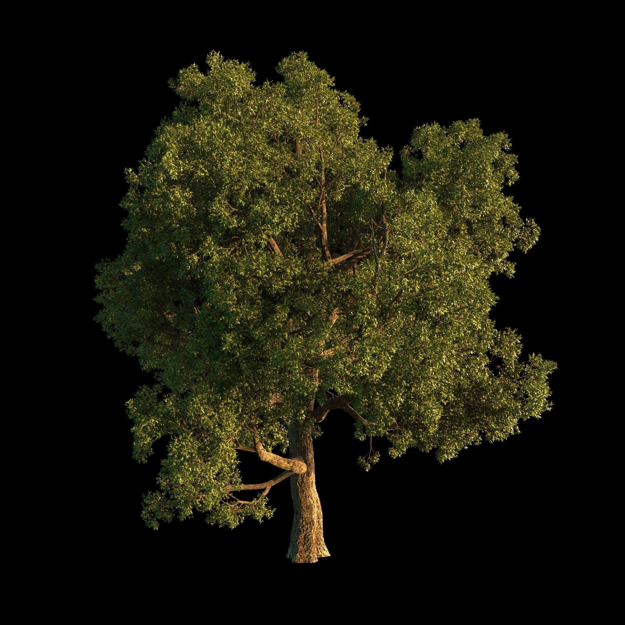 OAK TREE 1 3D model_22