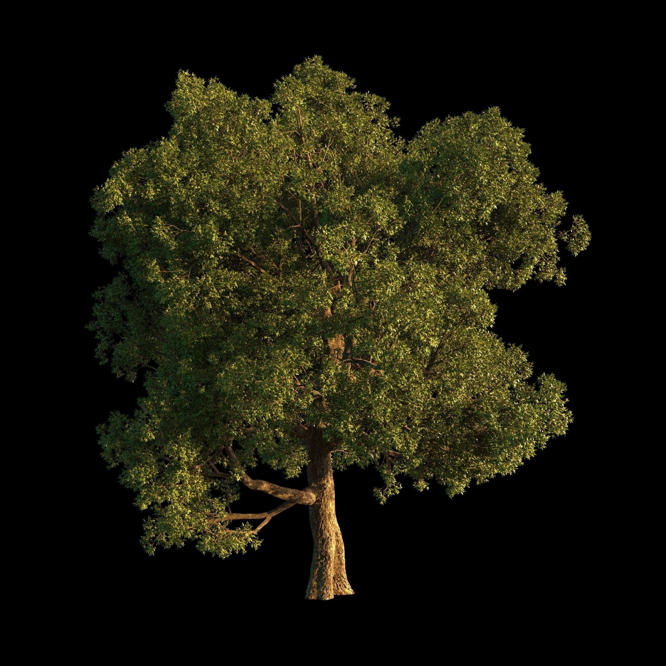 OAK TREE 1 3D model_20
