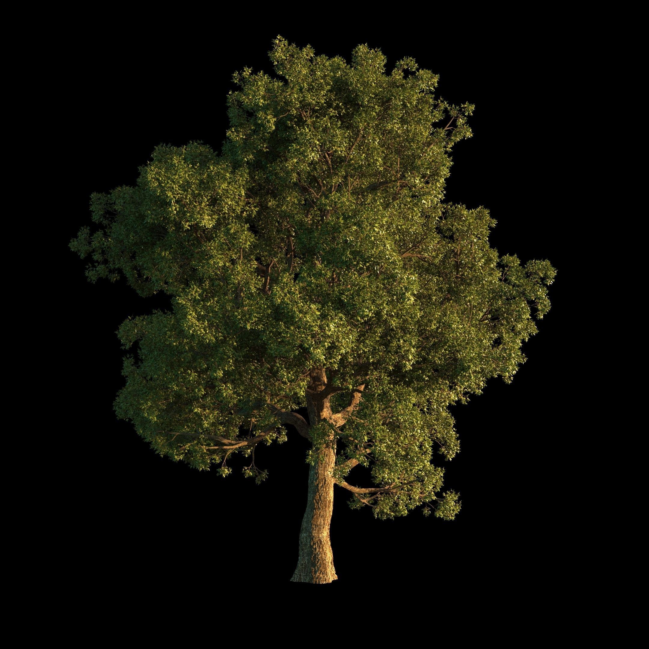OAK TREE 1 3D model_38