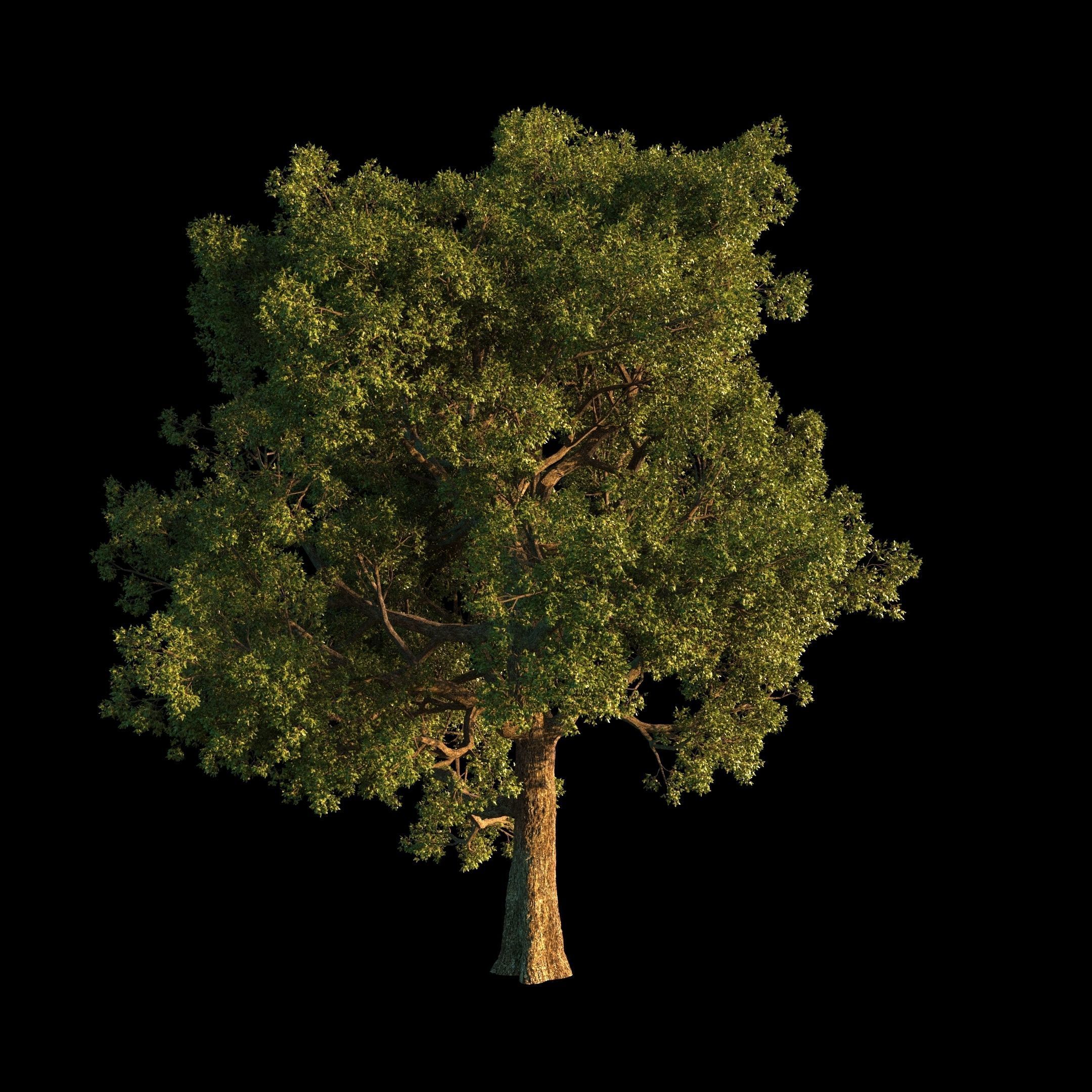 OAK TREE 1 3D model_11
