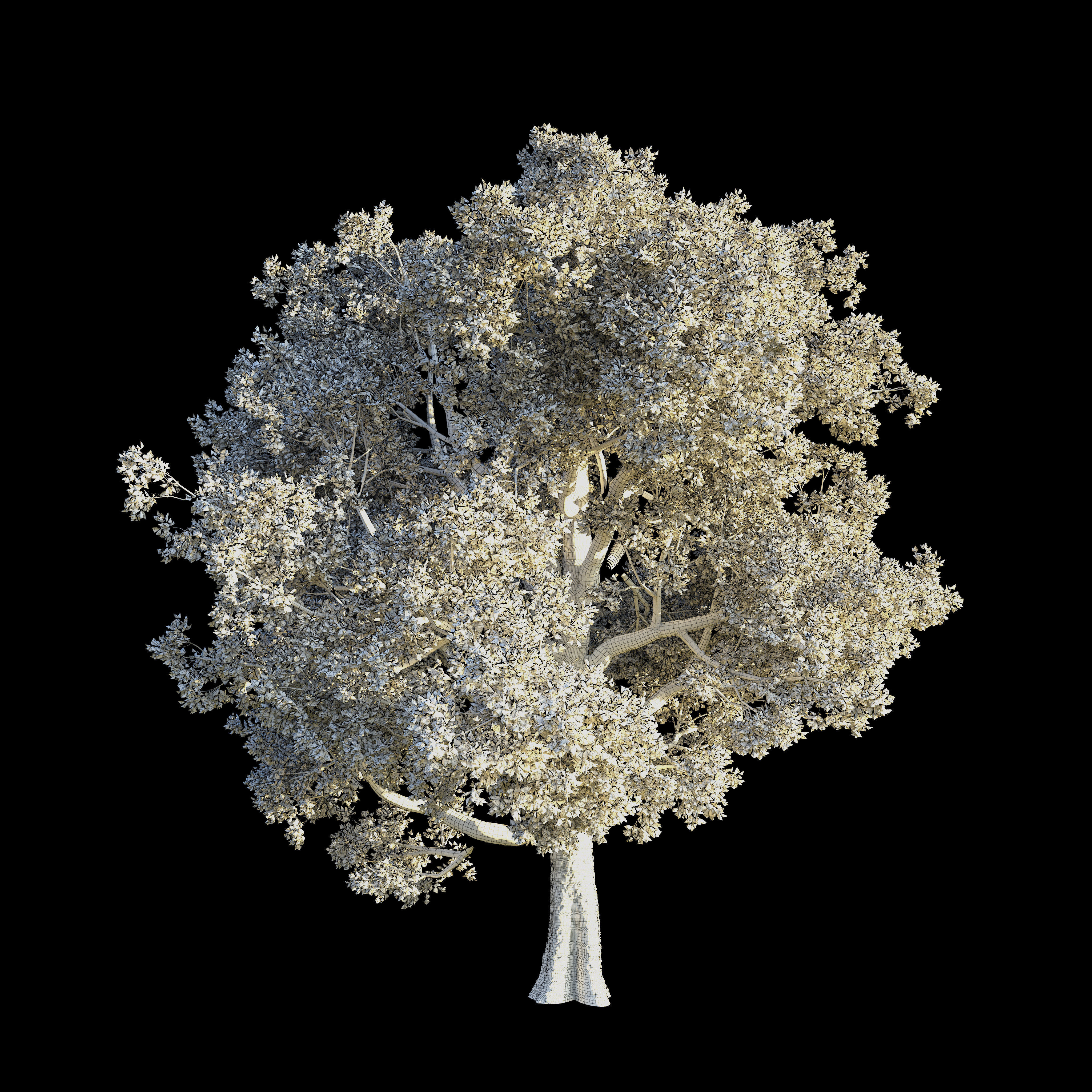 OAK TREE 1 3D model_6