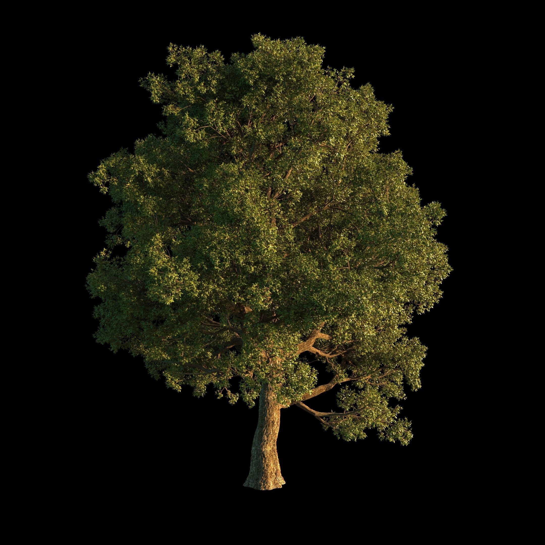 OAK TREE 1 3D model_36