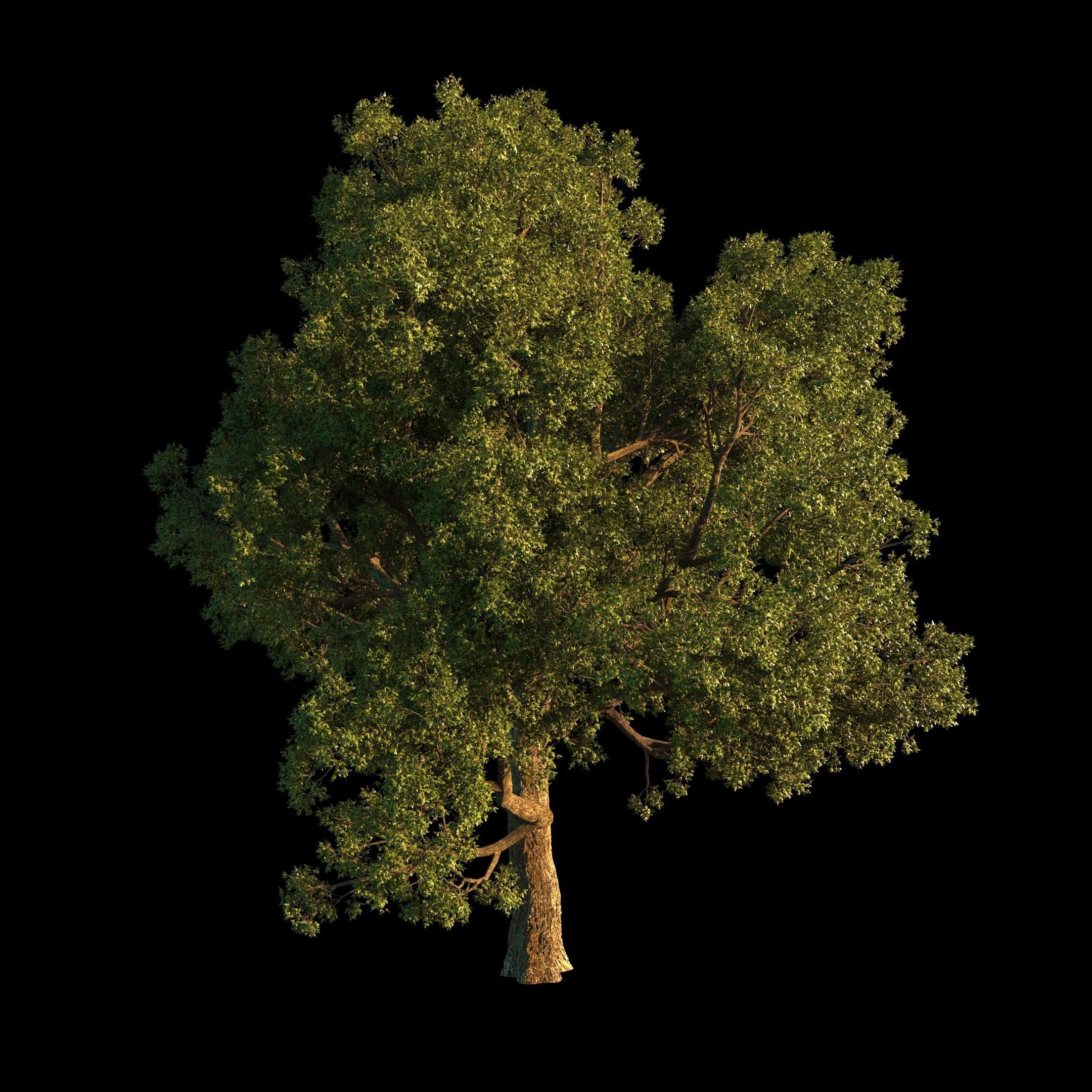 OAK TREE 1 3D model_23