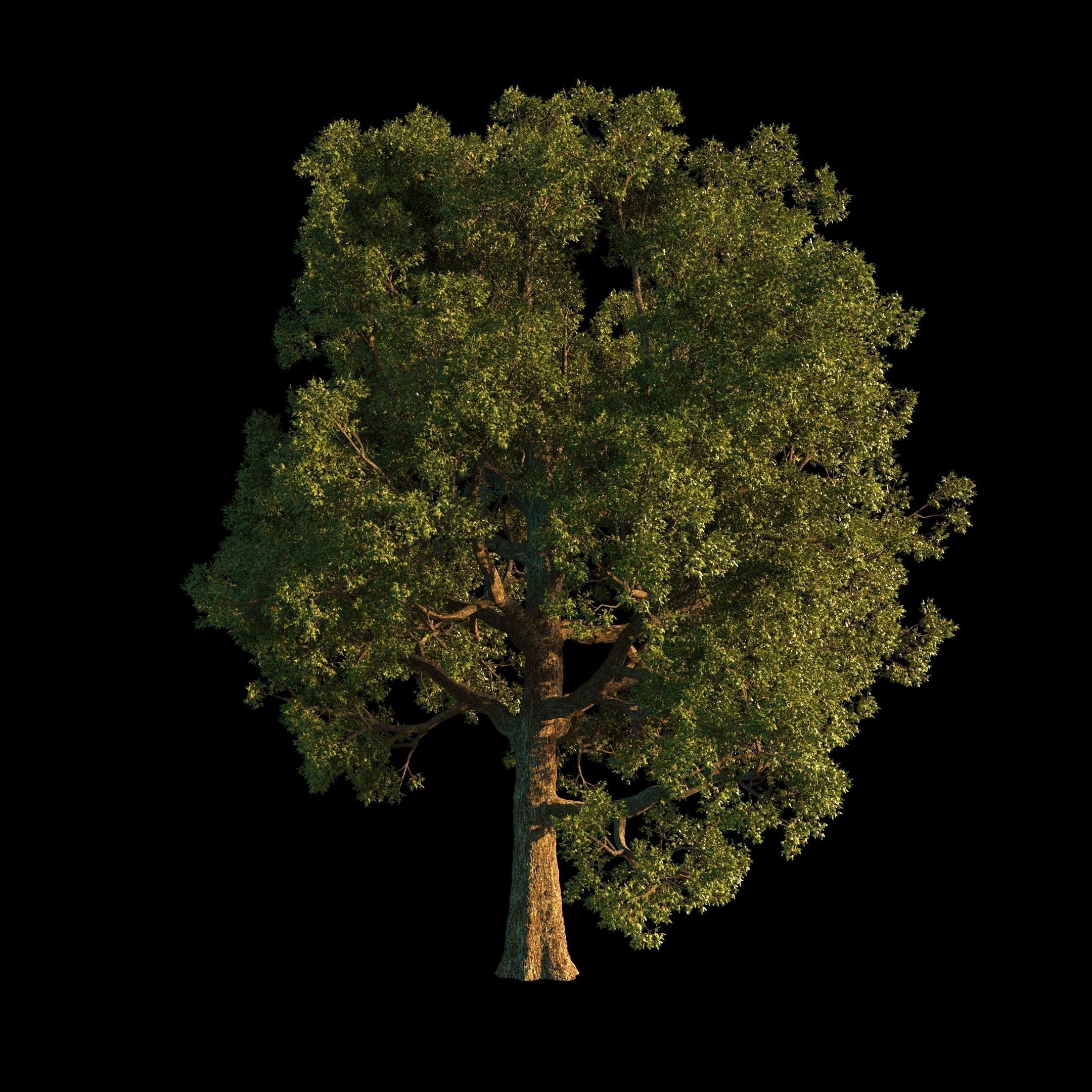 OAK TREE 1 3D model_29