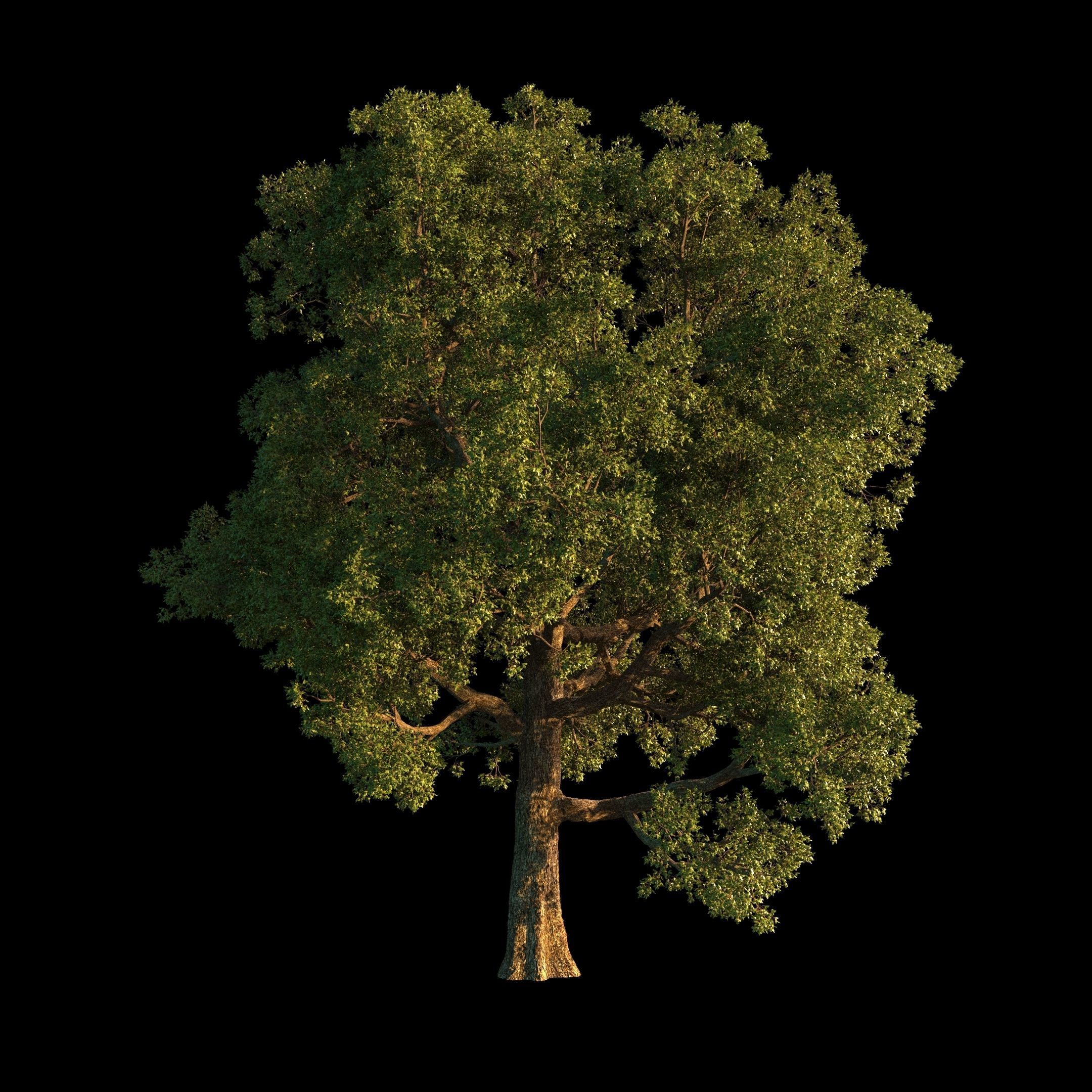 OAK TREE 1 3D model_31