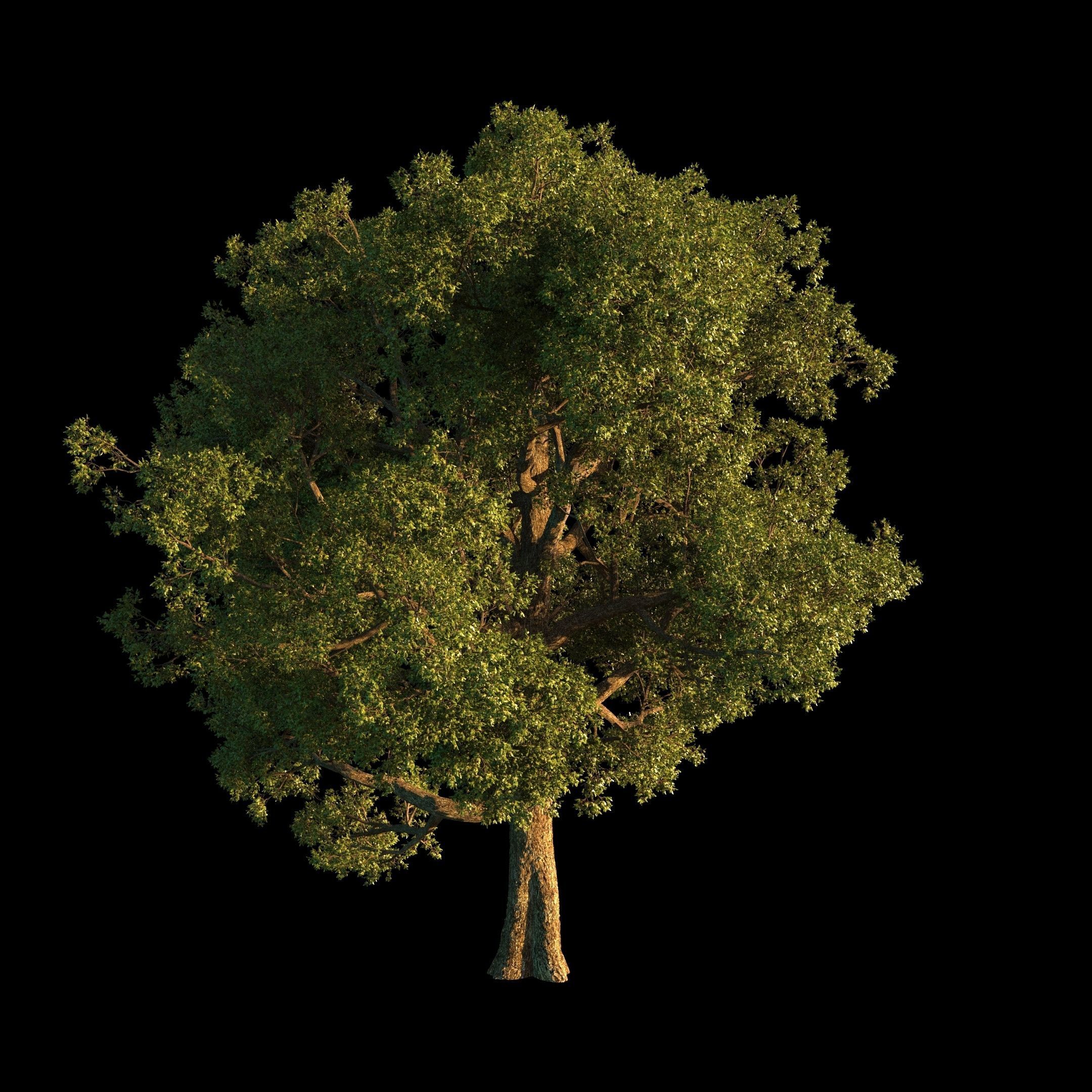 OAK TREE 1 3D model_15