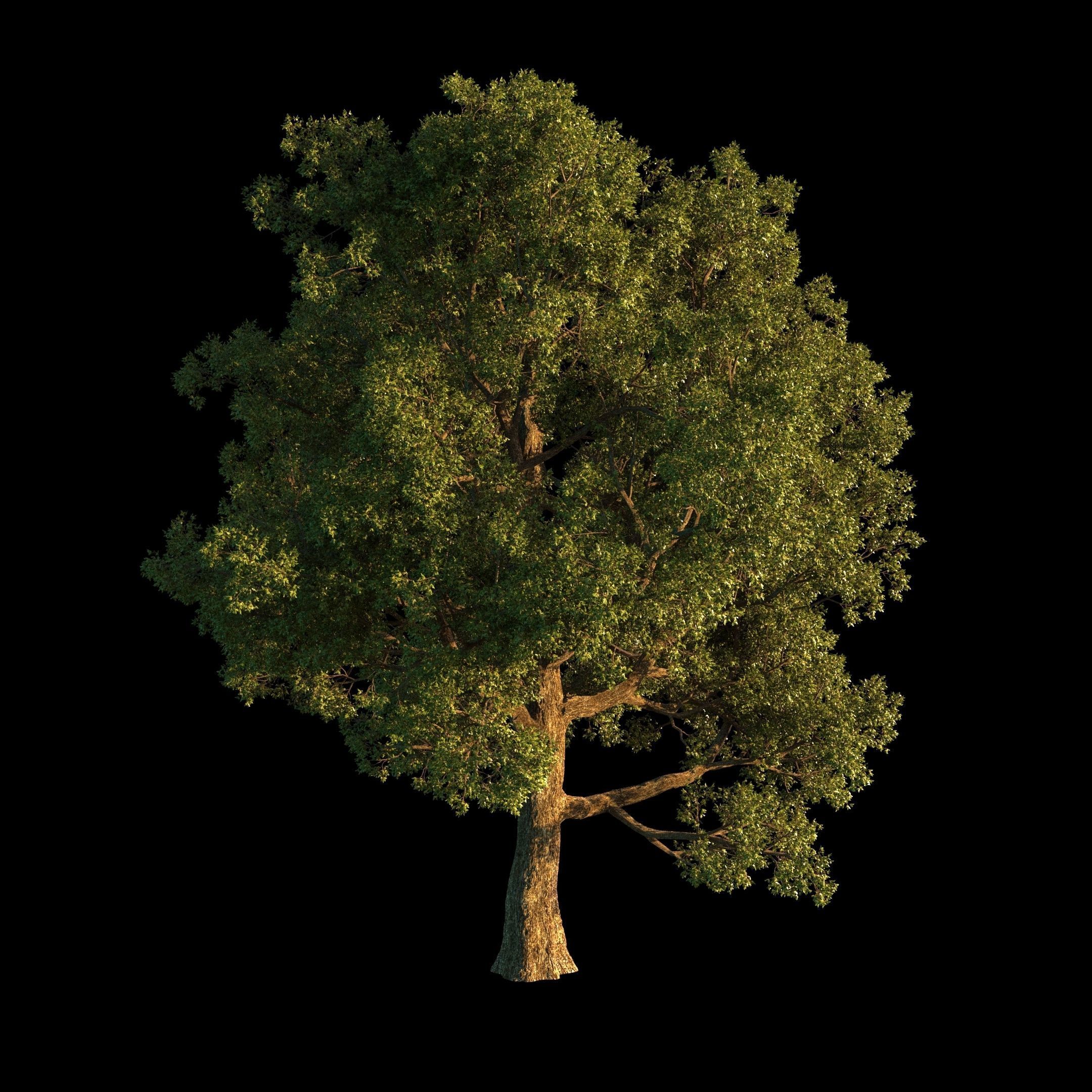 OAK TREE 1 3D model_34
