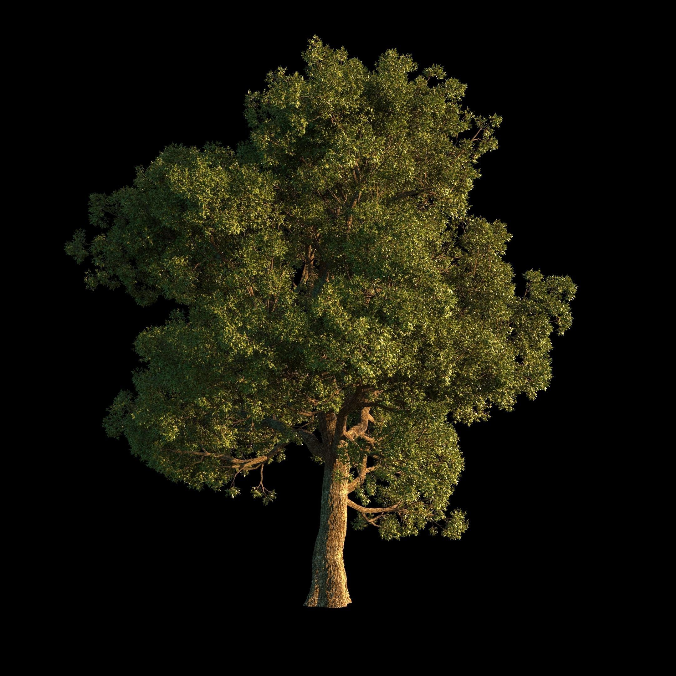 OAK TREE 1 3D model_39