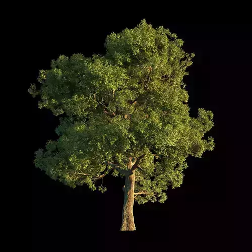 OAK TREE 1  3D model