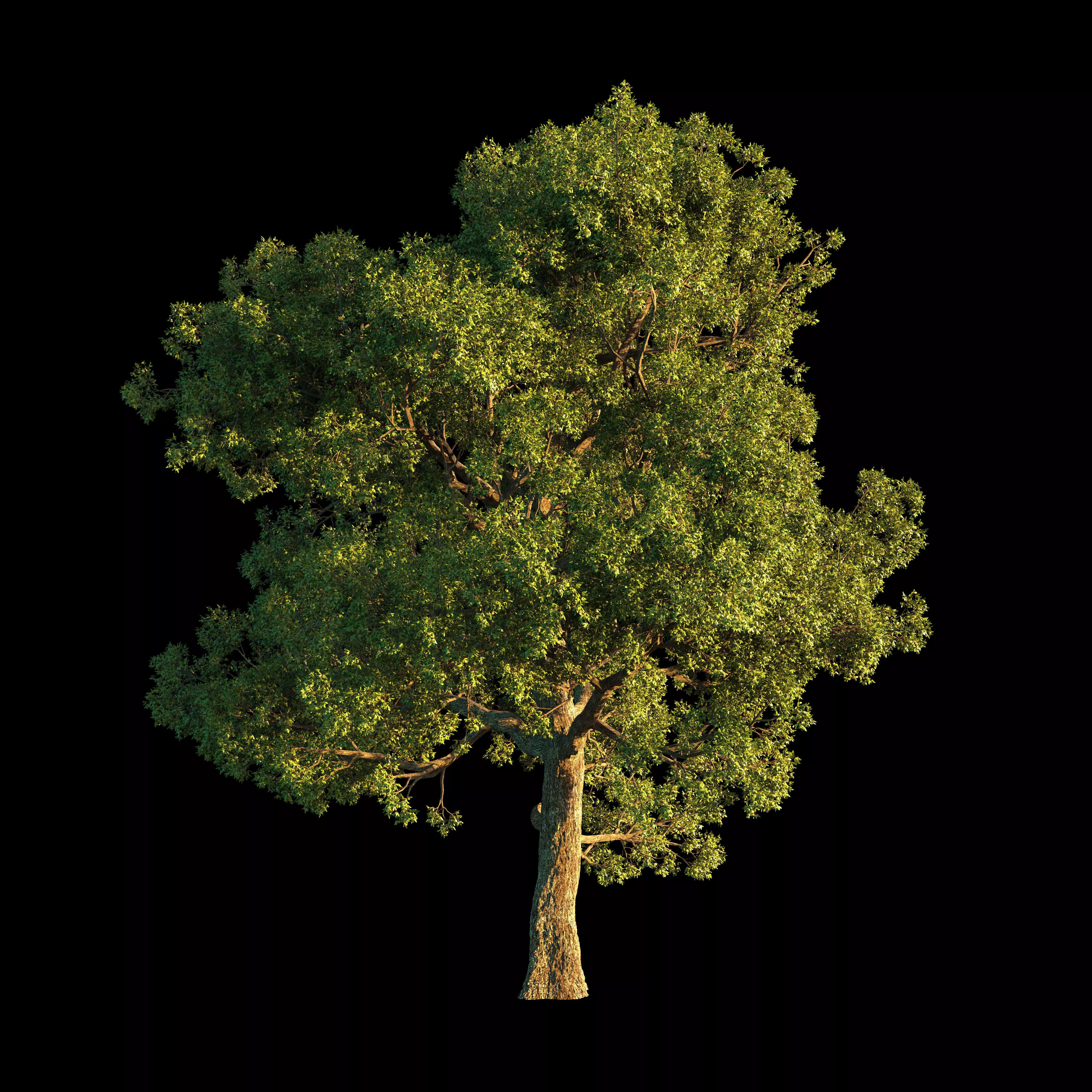 OAK TREE 1 3D model_0