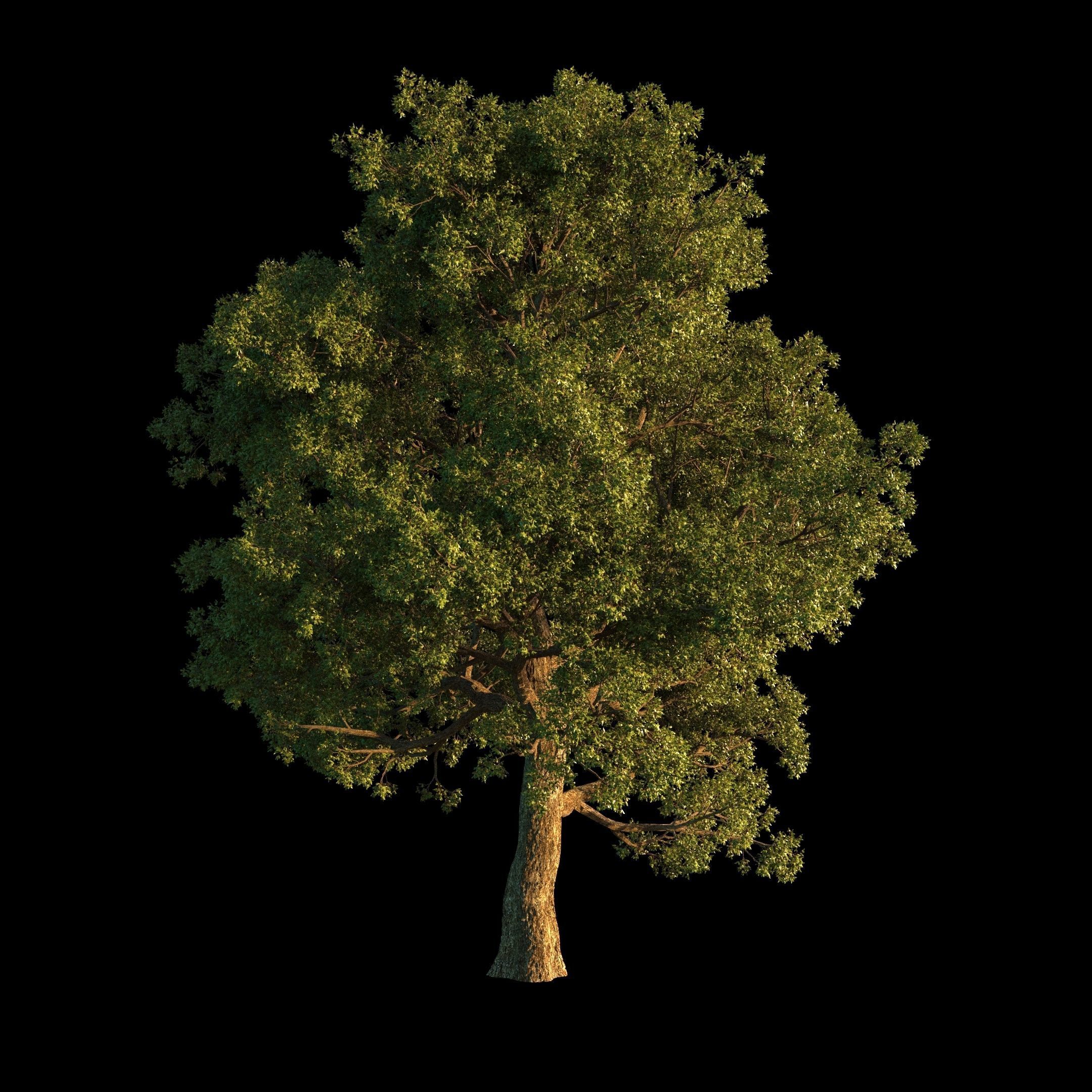 OAK TREE 1 3D model_37