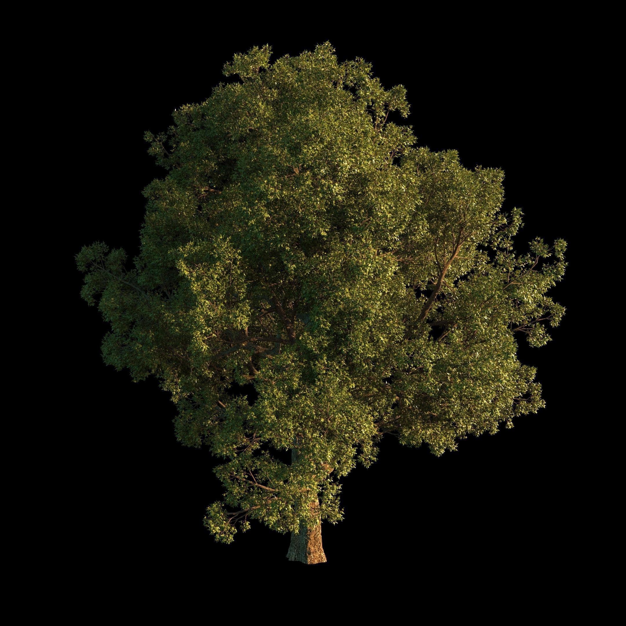 OAK TREE 1 3D model_25
