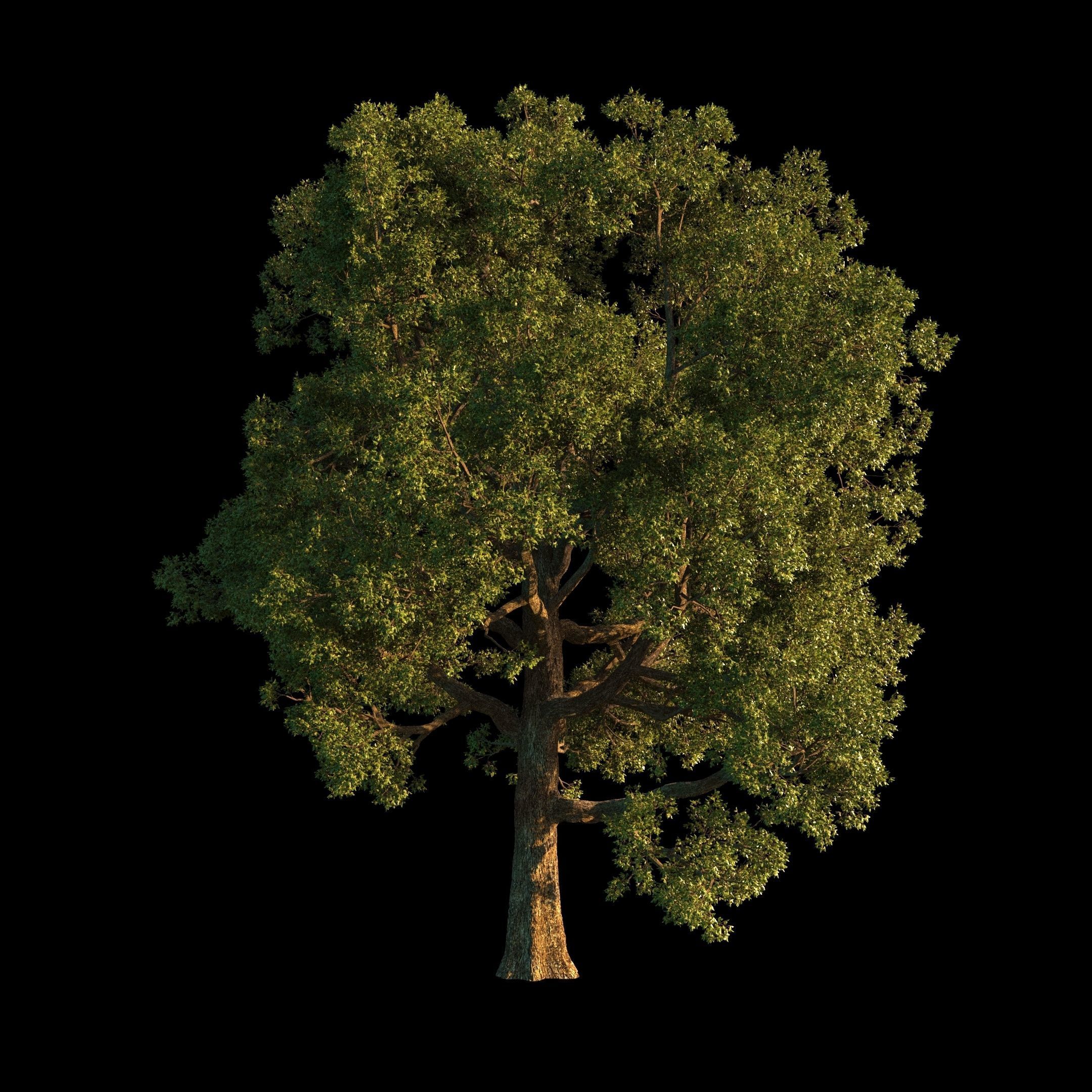 OAK TREE 1 3D model_30