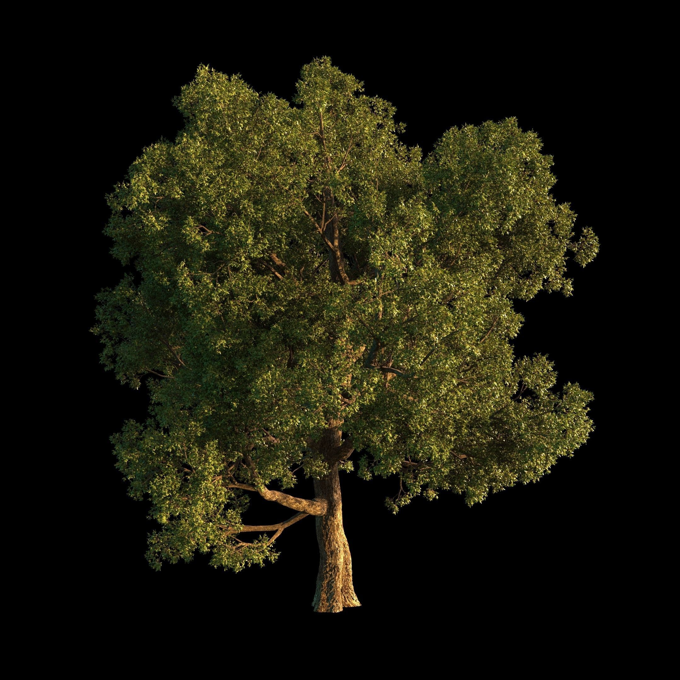 OAK TREE 1 3D model_21