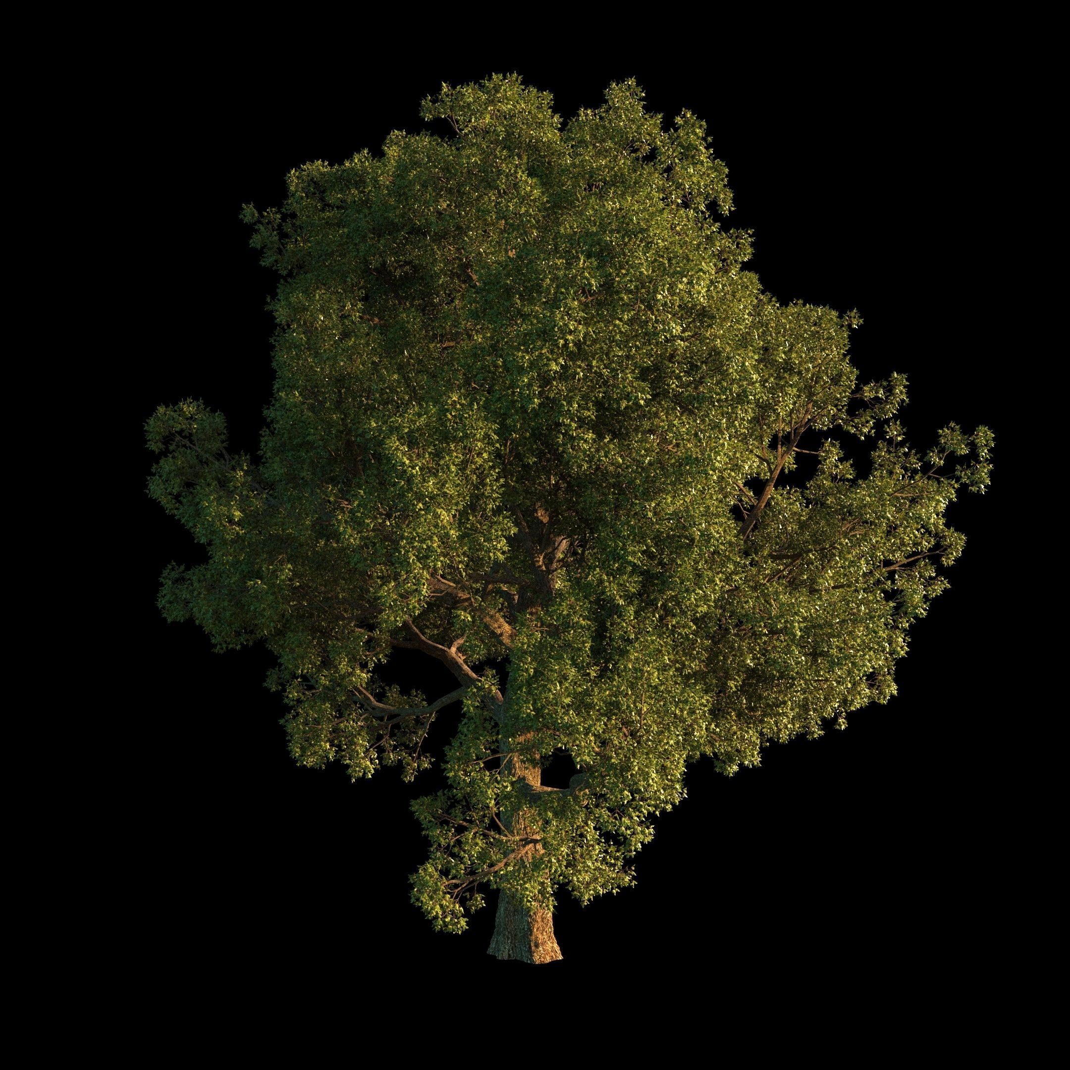 OAK TREE 1 3D model_26