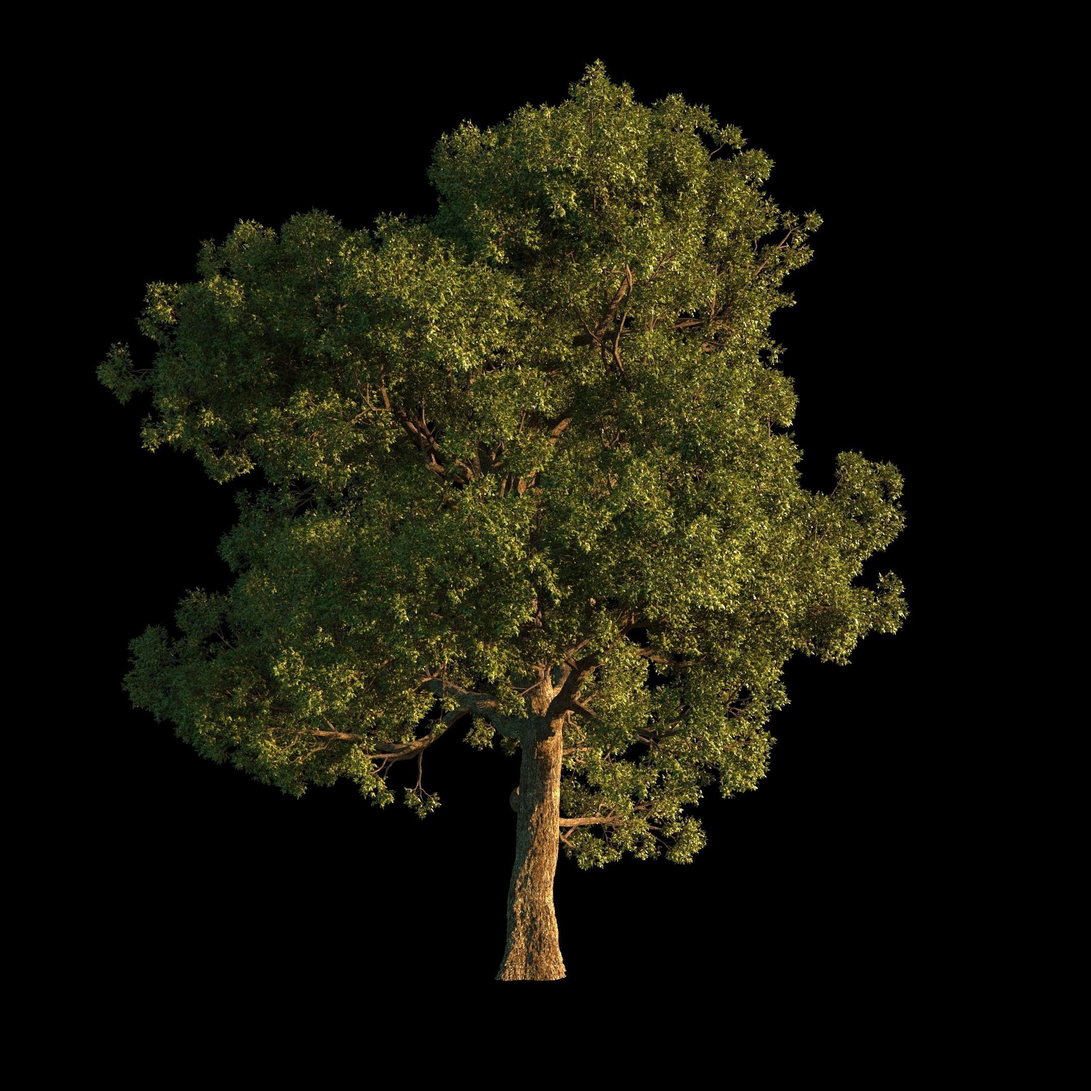 OAK TREE 1 3D model_7