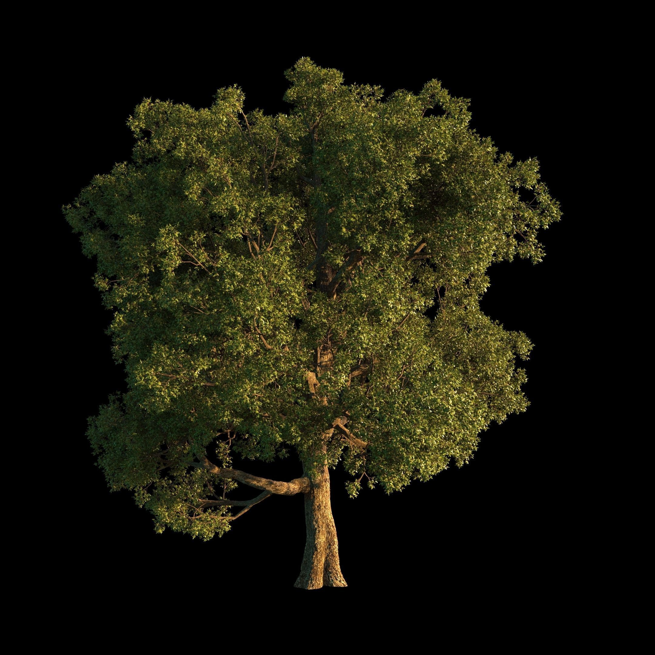 OAK TREE 1 3D model_18