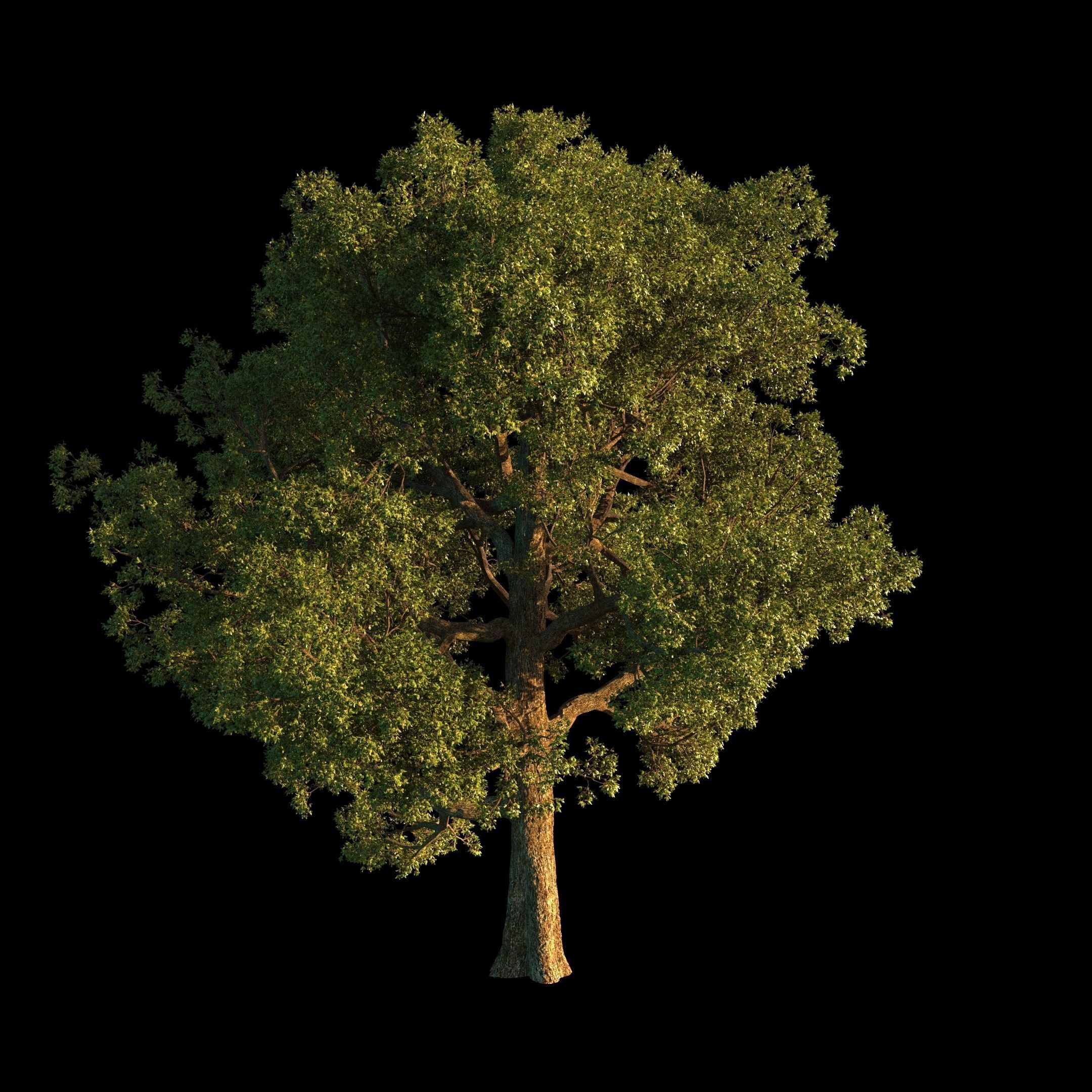 OAK TREE 1 3D model_13