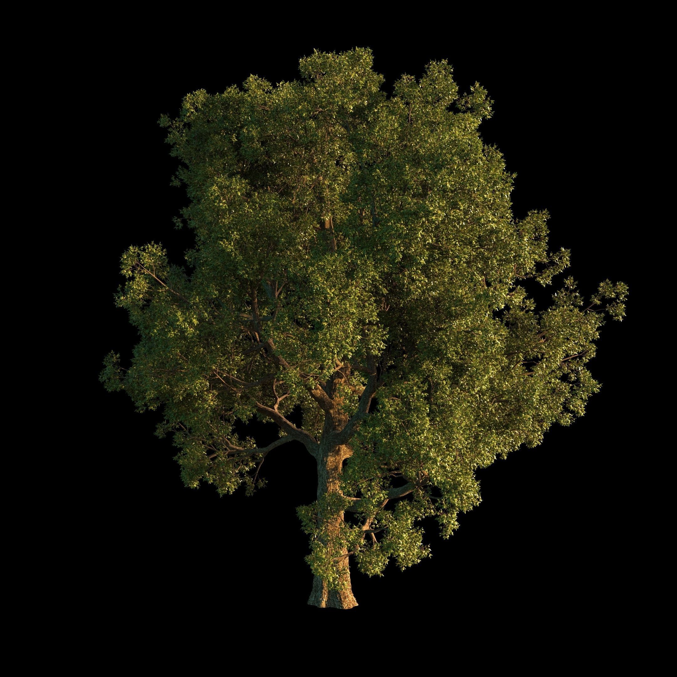 OAK TREE 1 3D model_27