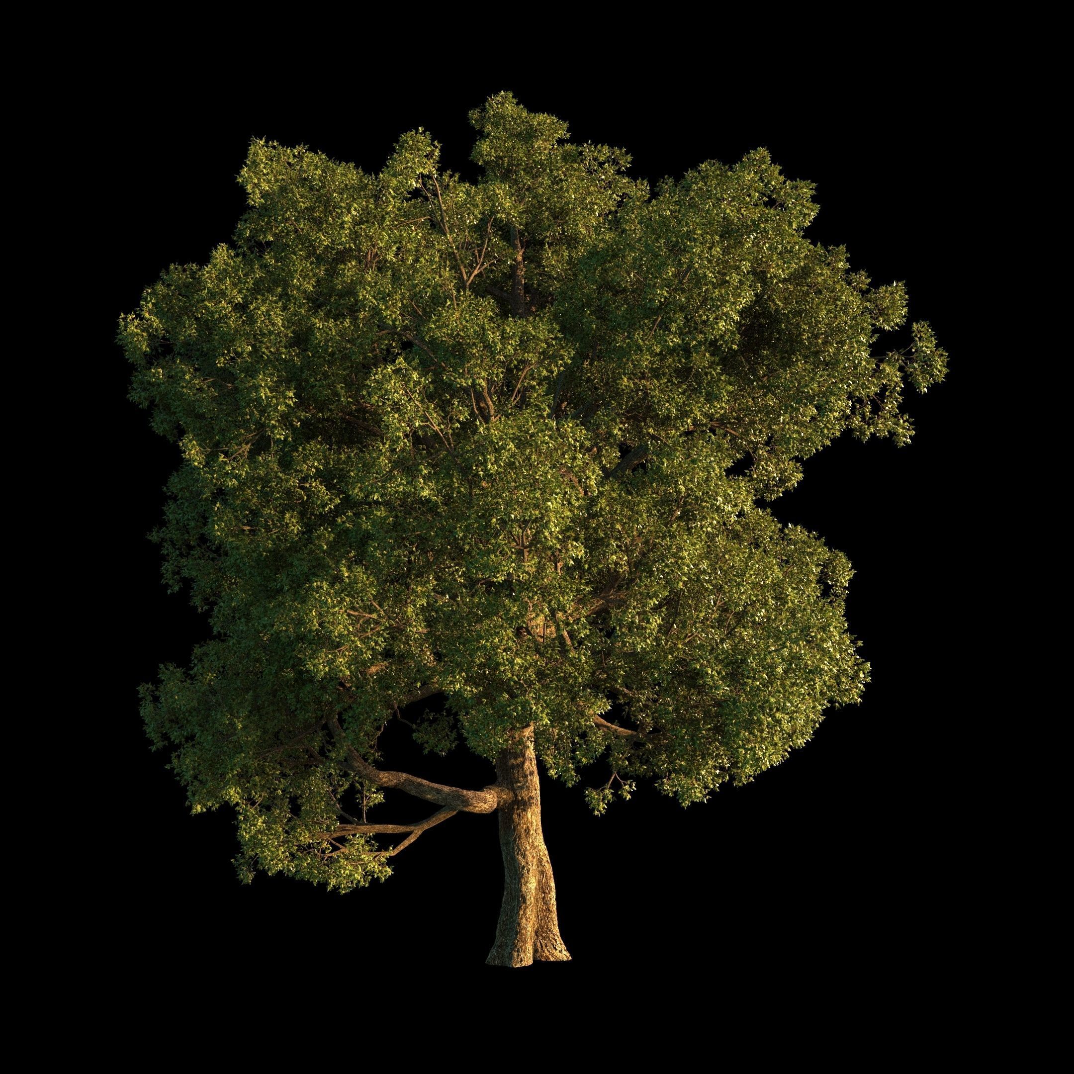 OAK TREE 1 3D model_19