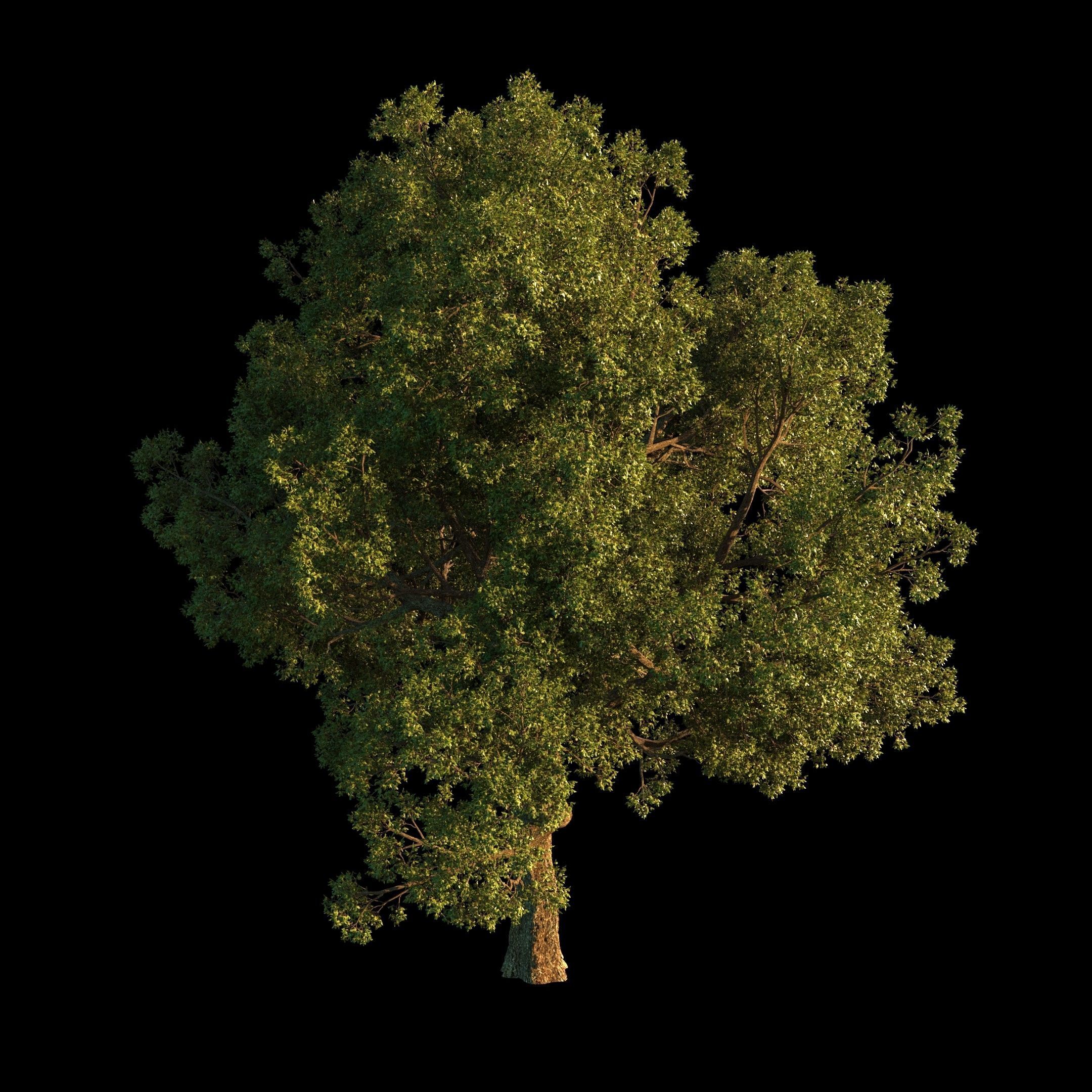 OAK TREE 1 3D model_24
